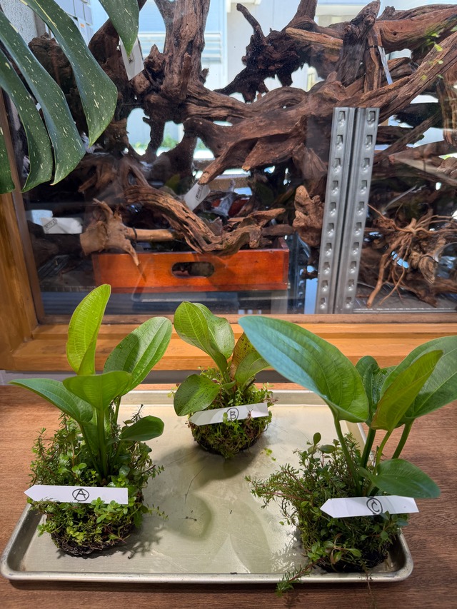 【ADA】7月29日入荷分ADA侘び草エキノドルスMIX（写真の現物配送です！あかだまちゃん激推し水草の寄せ植えです。水中でも半水中でも楽しめます）