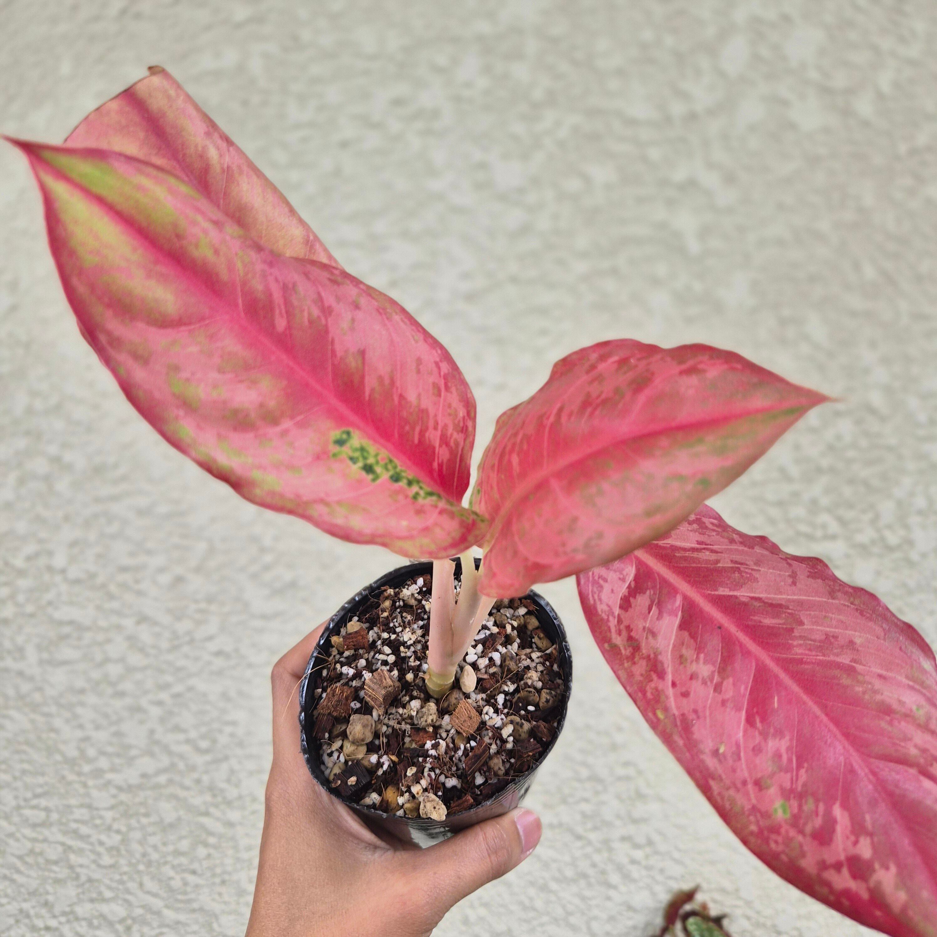 ②《Aglaonema Prakaipet Mutation》色変わり アグラオネマ プラカイペット・ミューテーション 観葉植物 /ポット発送