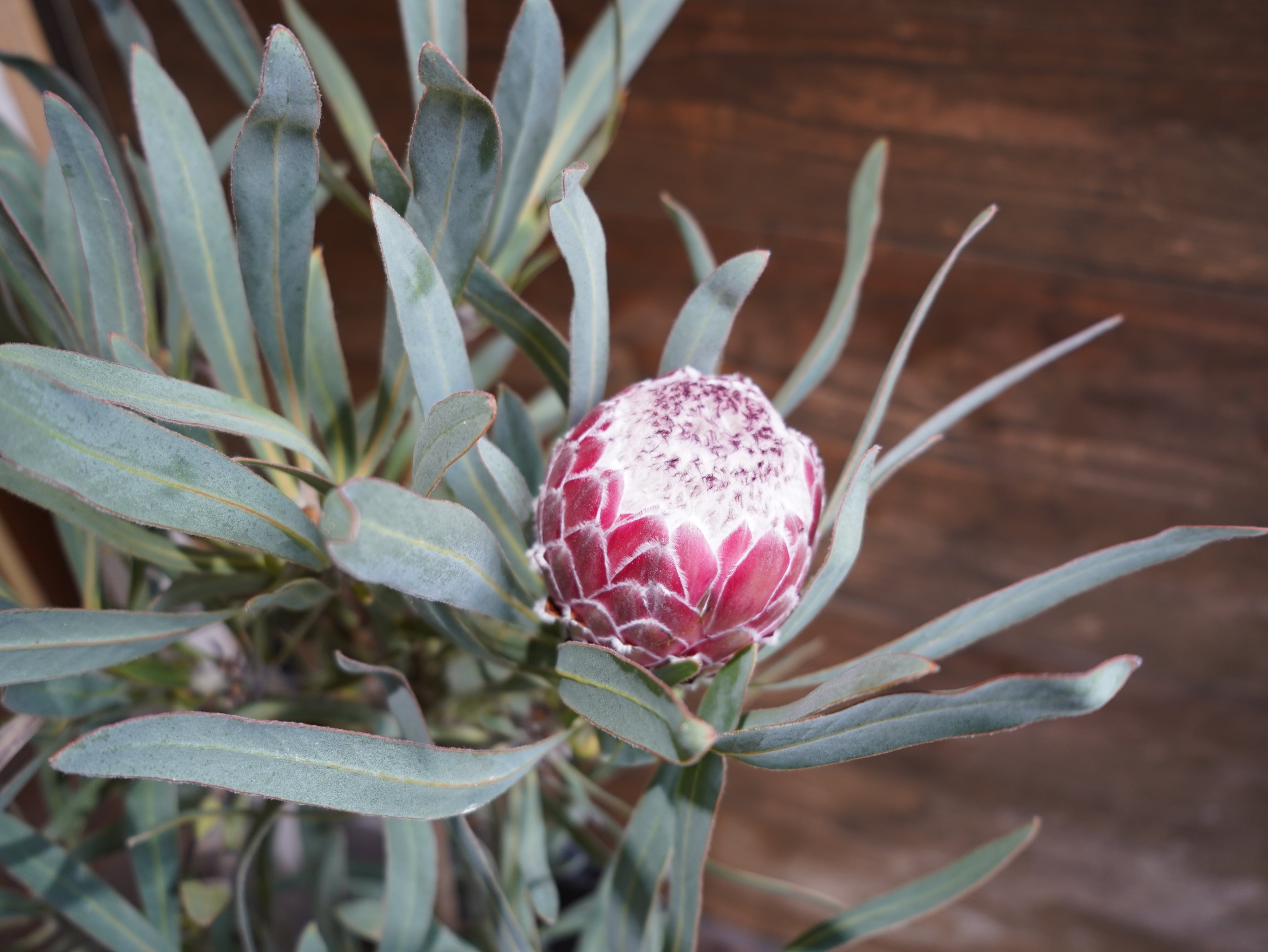 【現物】プロテア　"ジュリエット"