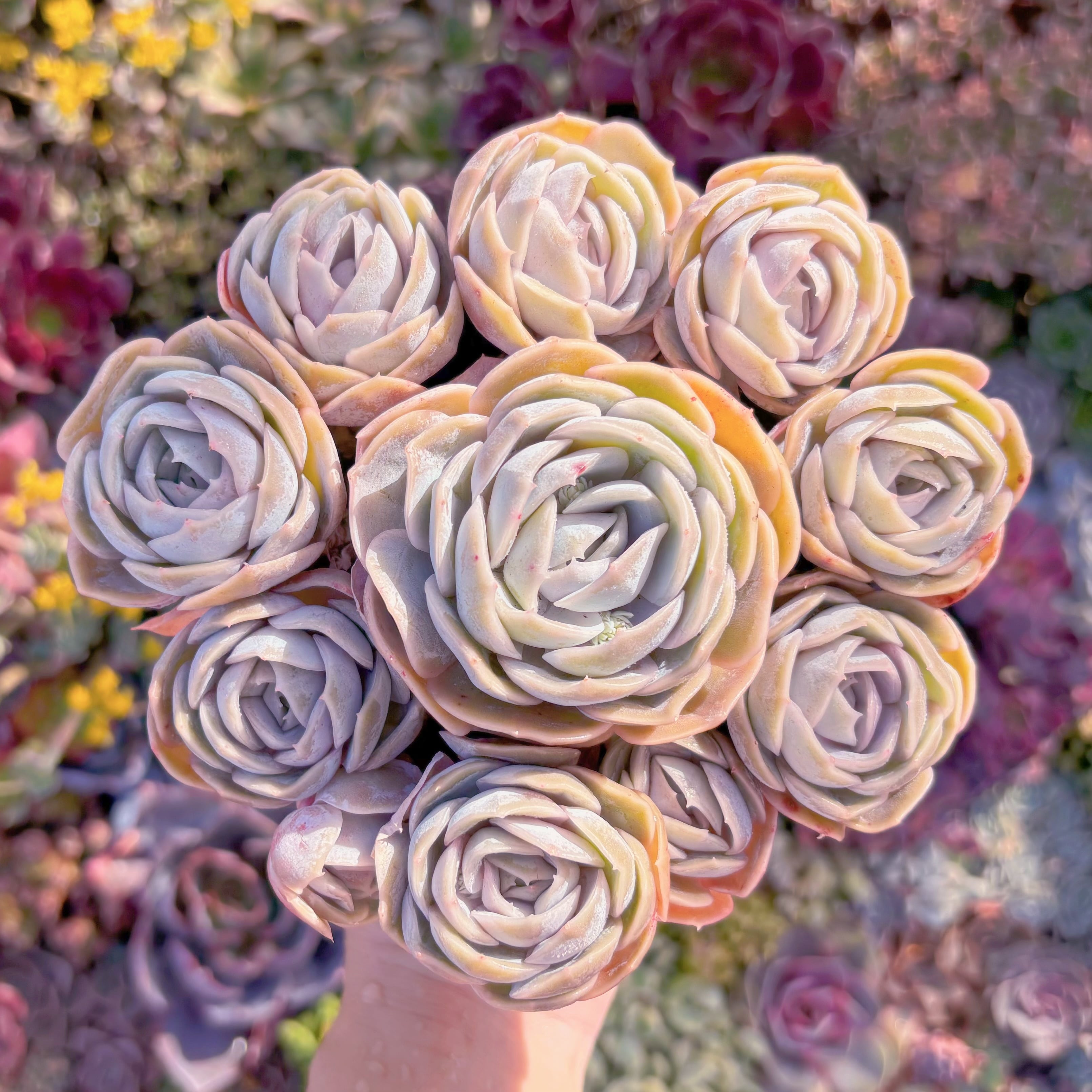 多肉植物　ブルーサプライズ　大群生　新入荷　るる農園