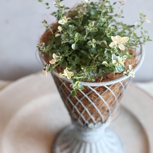 フォックスリータイム　ハーブ　宿根草　寄せ植えにオススメ　カラーリーフ　庭、花壇にオススメ　丈夫　初心者にオススメ　