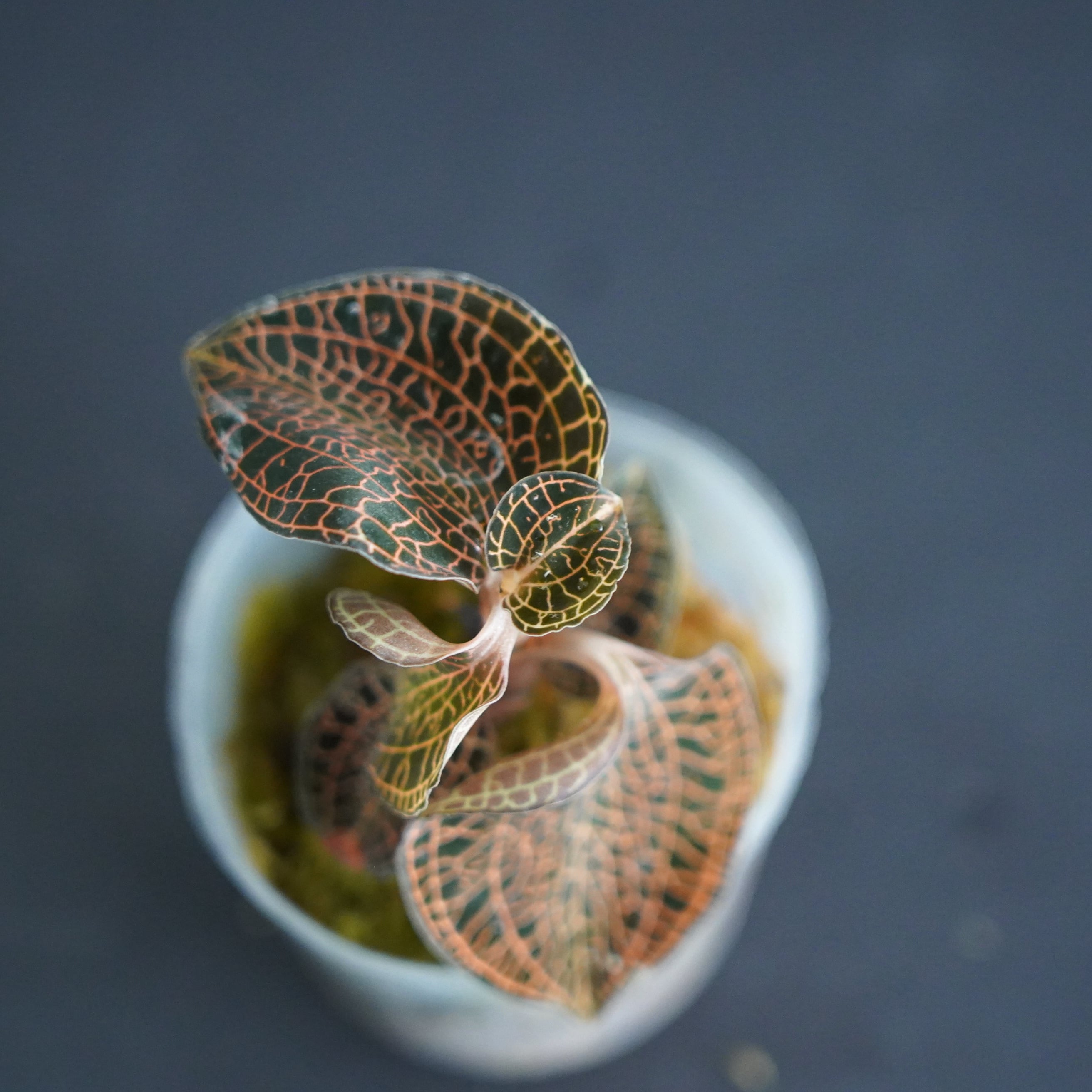 ◇現品◇Anoectochilus sp. Red Stem【ジュエルオーキッド宝石蘭】#727