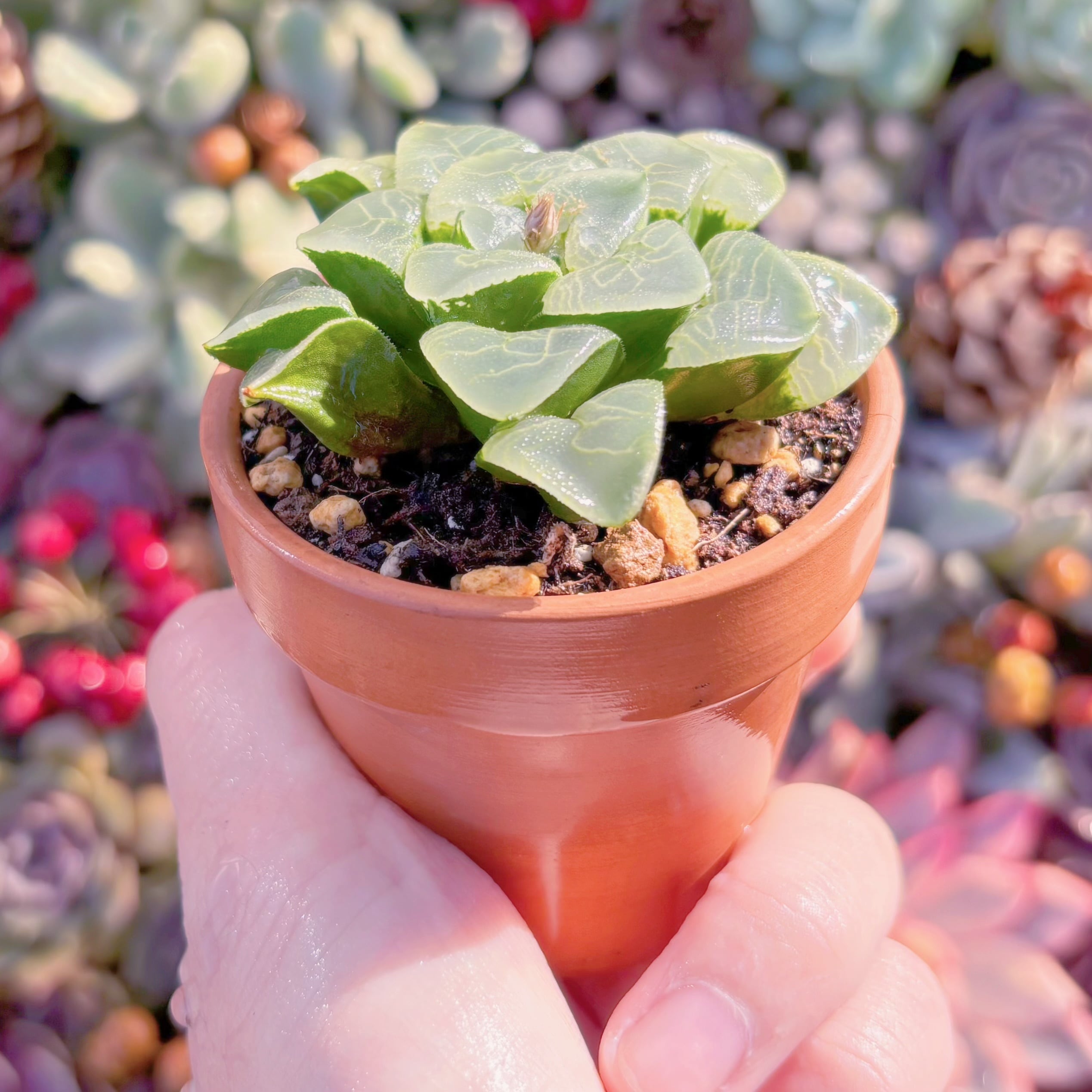 多肉植物 コレクタ 新入荷 るる農園 | るる農園~多肉植物専門