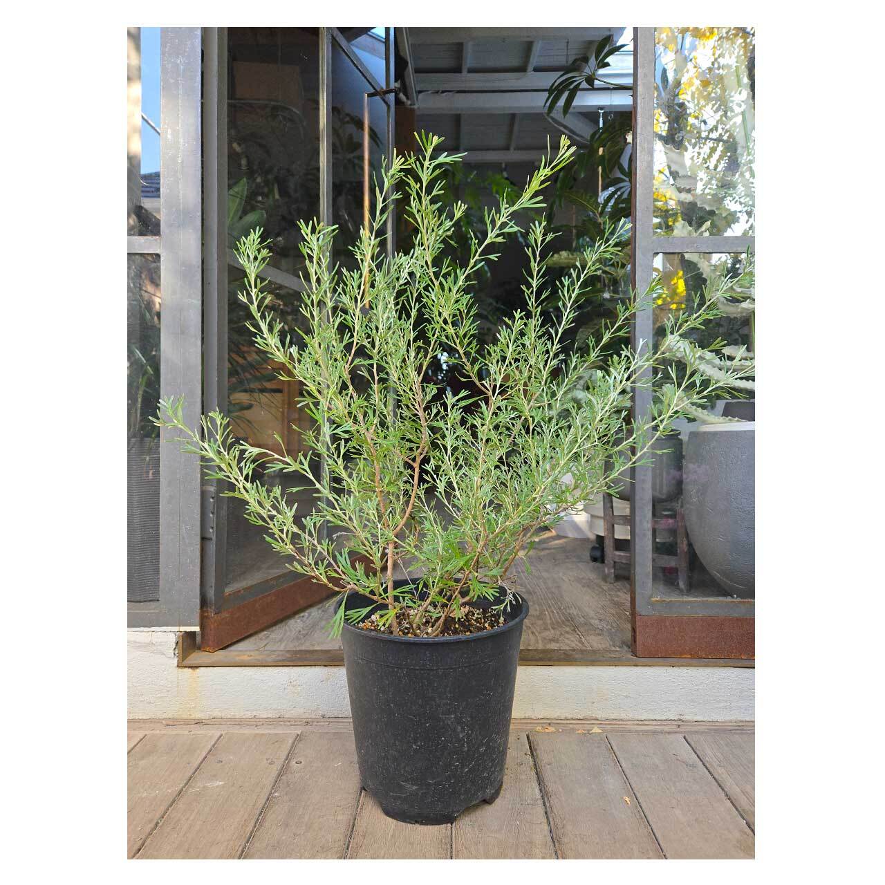 Grevillea 'Lemon Supreme' | Seeding