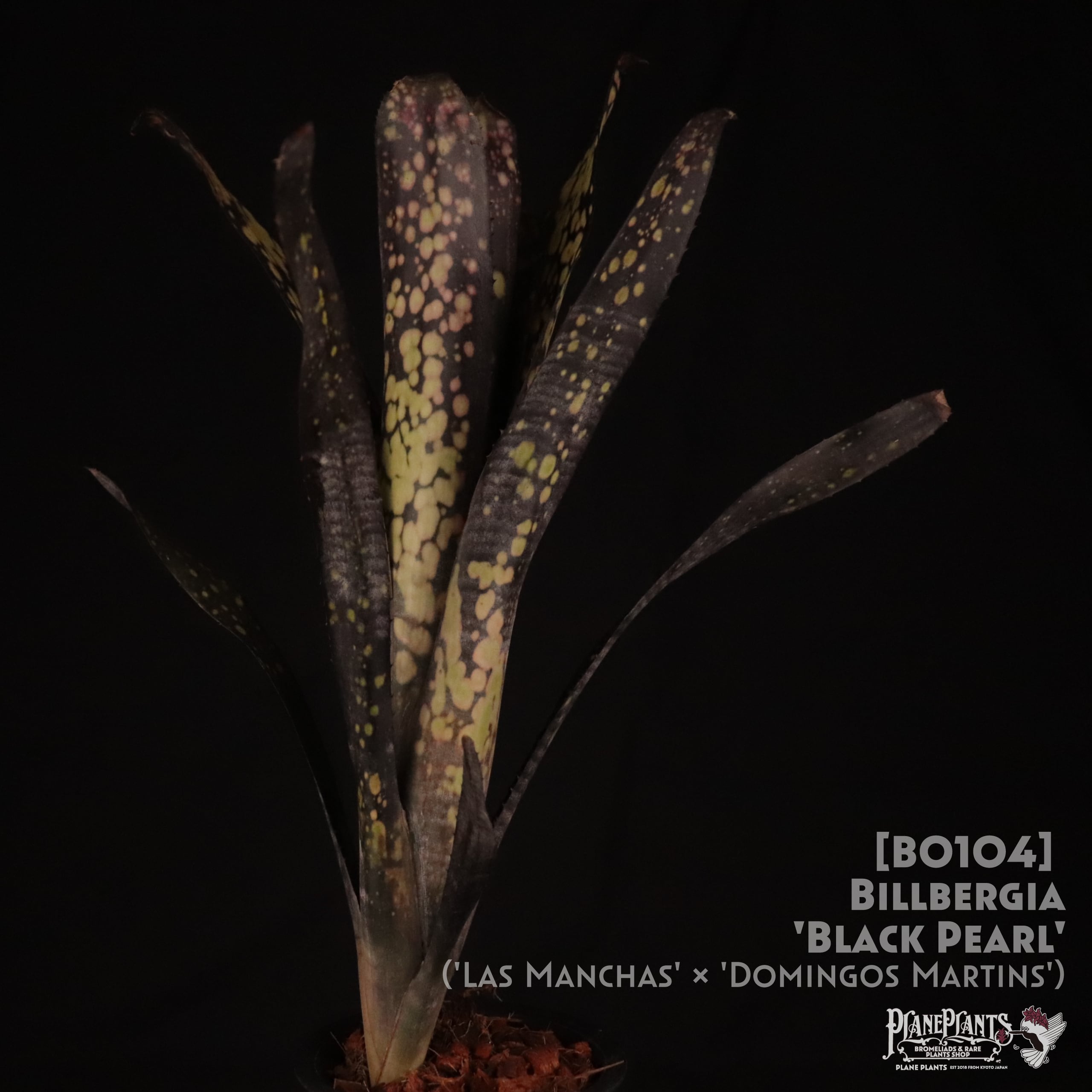 送料無料】 Billbergia 'Black Pearl'〔ビルベルギア〕現品発送B0104