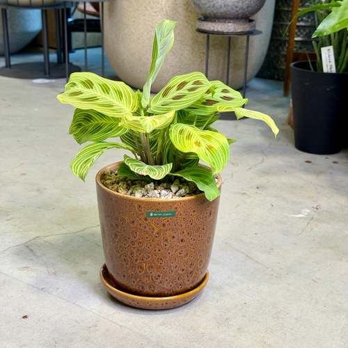 マランタ・レウコネウラ “ライトベインズ”