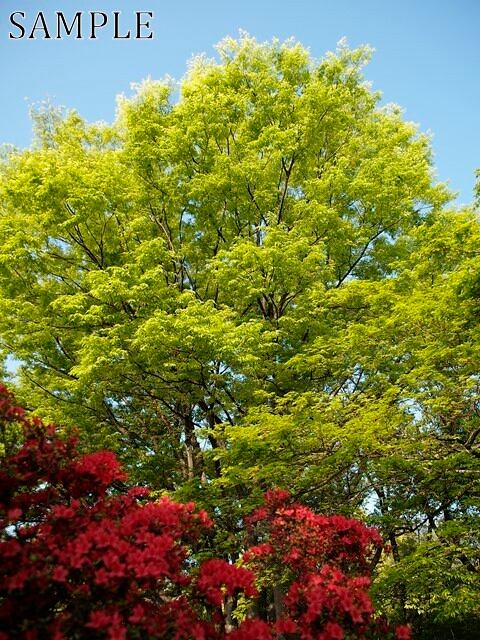 長岡天満宮　キリシマツツジ　JPEG (5)