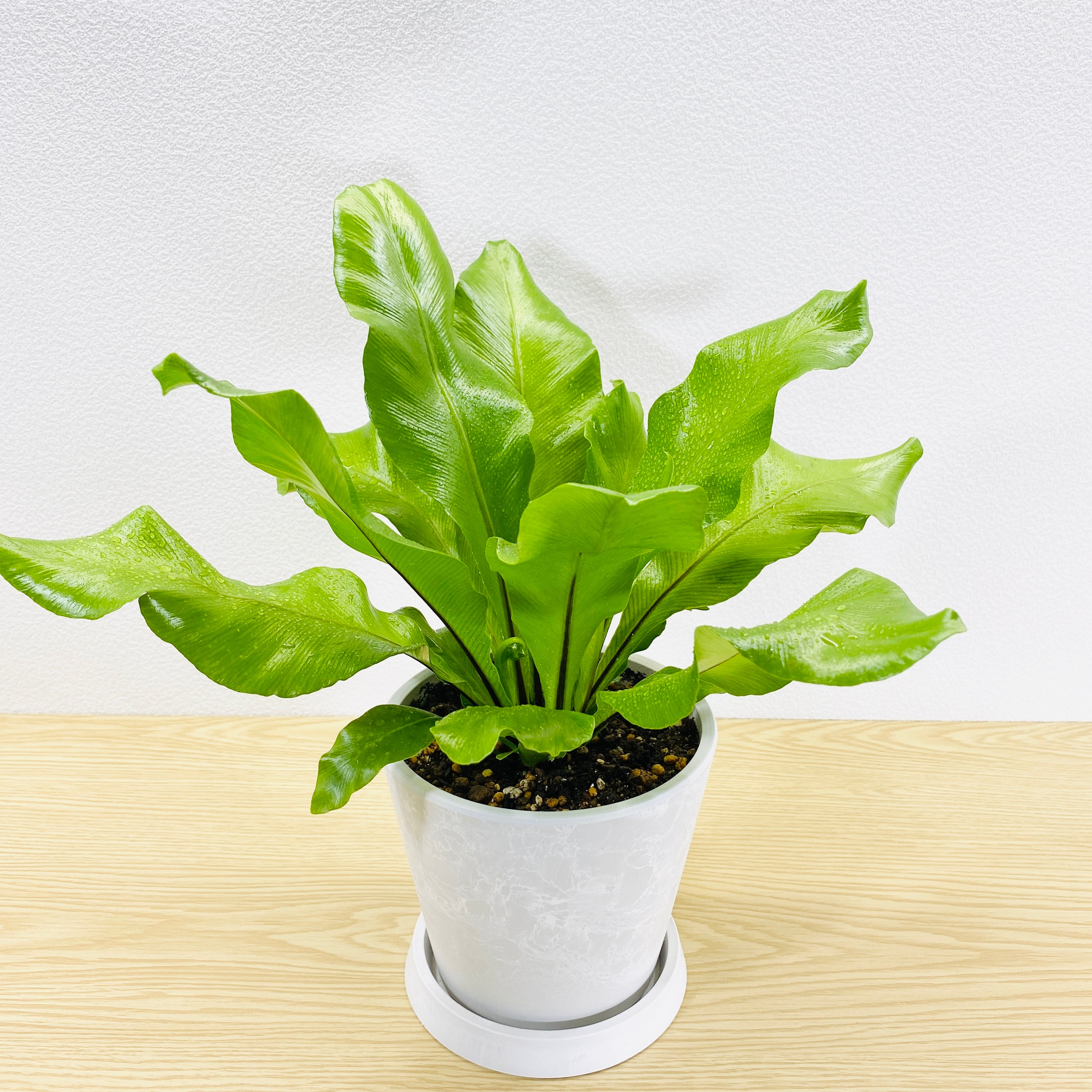 アスプレニウム（アビス）　[観葉植物]　薄めの緑が可愛らしいです！