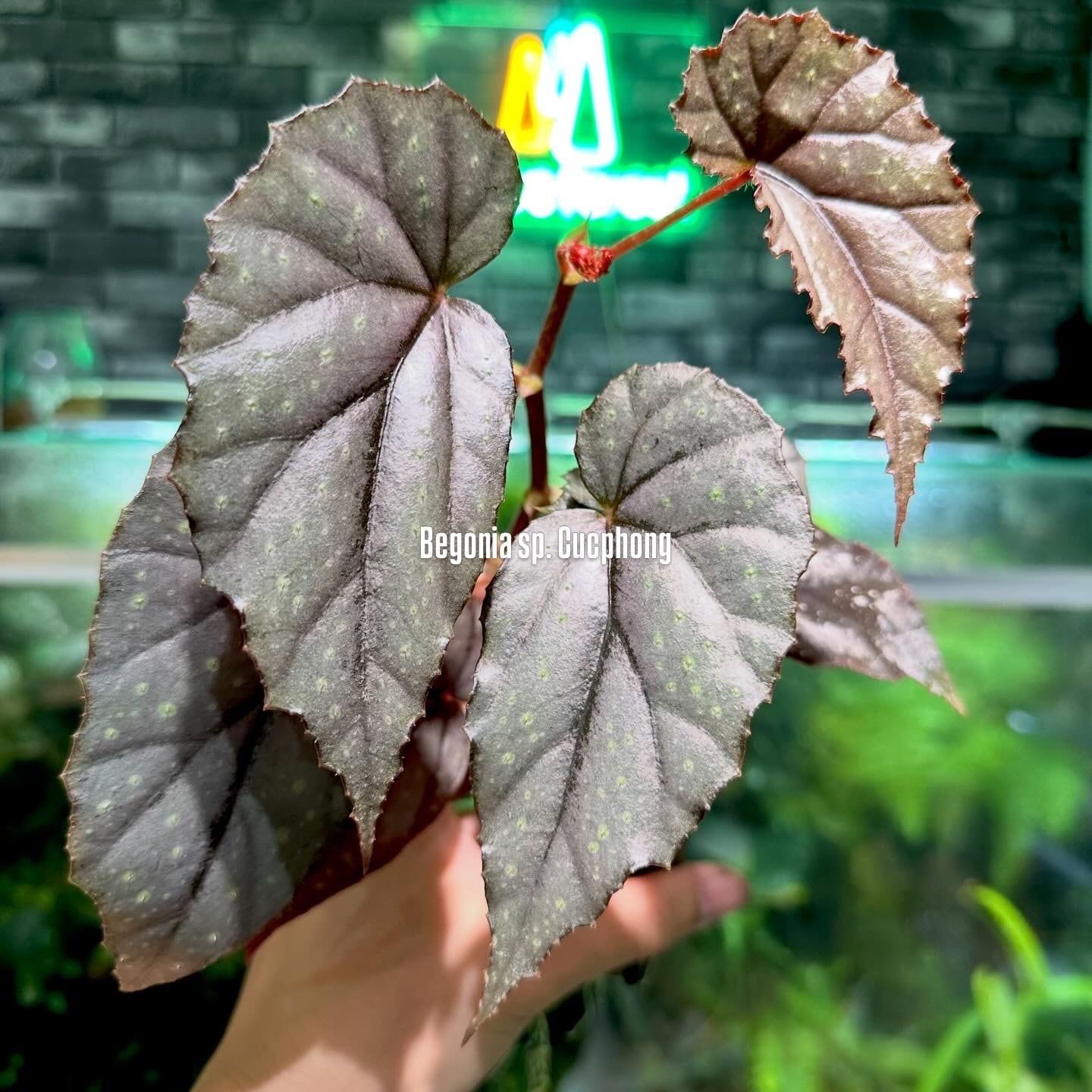 Begonia murina | レアプランツ専門店 -native forest- オンラインショップ