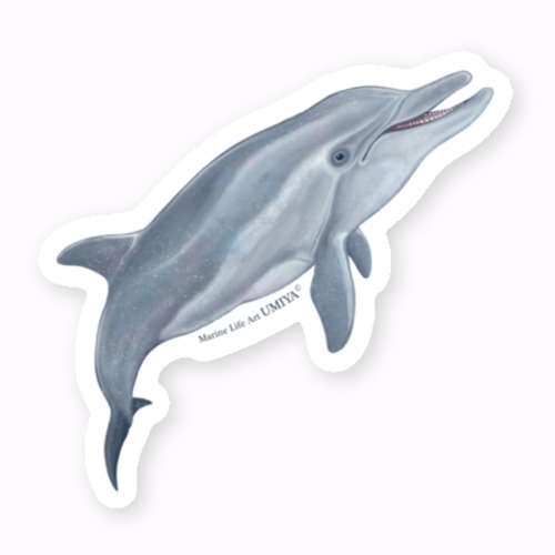 海の生きものステッカー（バンドウイルカ-01）