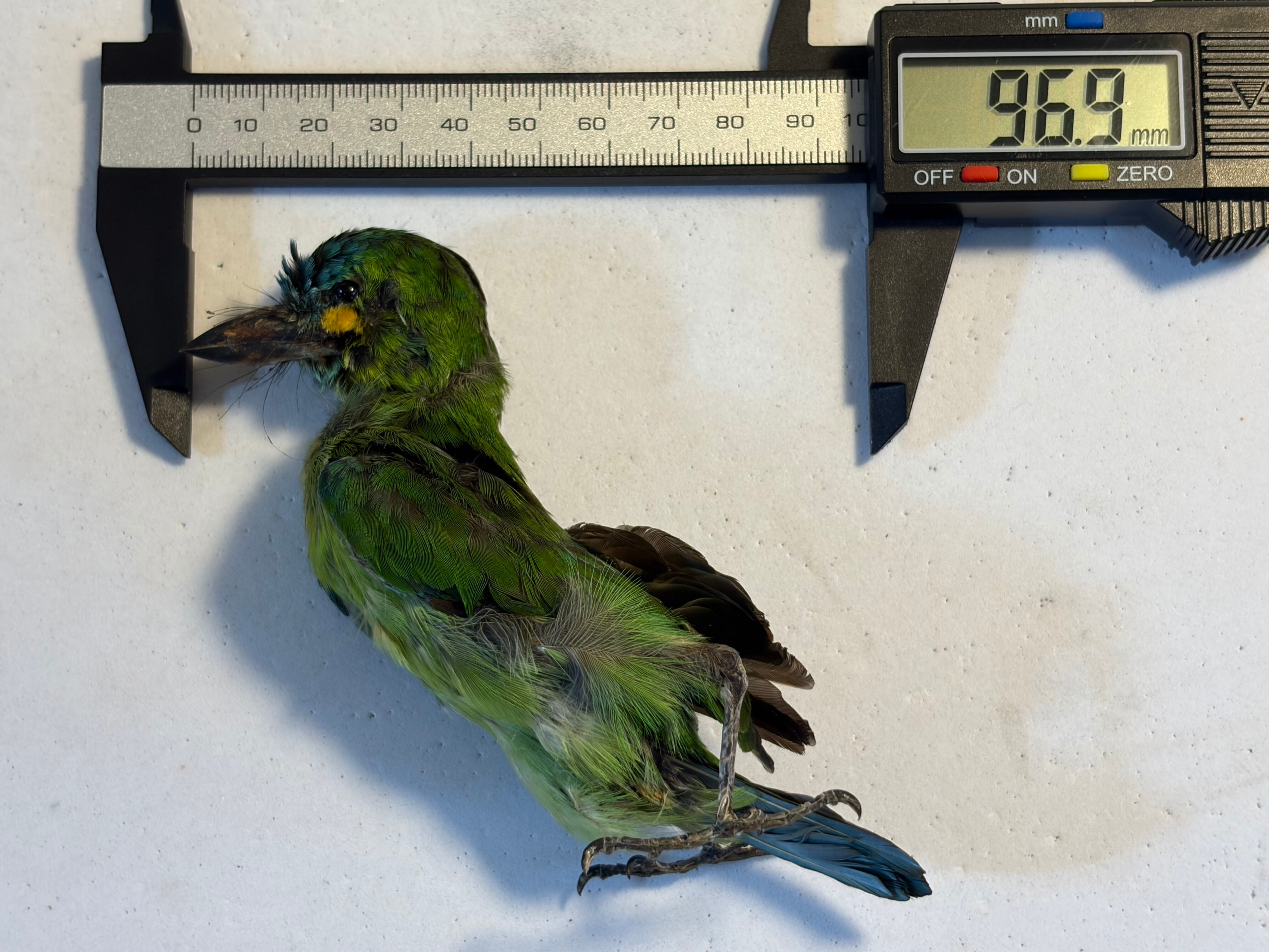 【鳥剥製】アオミミゴシキドリ yellow-eared barbet 標本 鳥剥製】アオミミゴシキドリ yellow-eared barbet Psilopogon