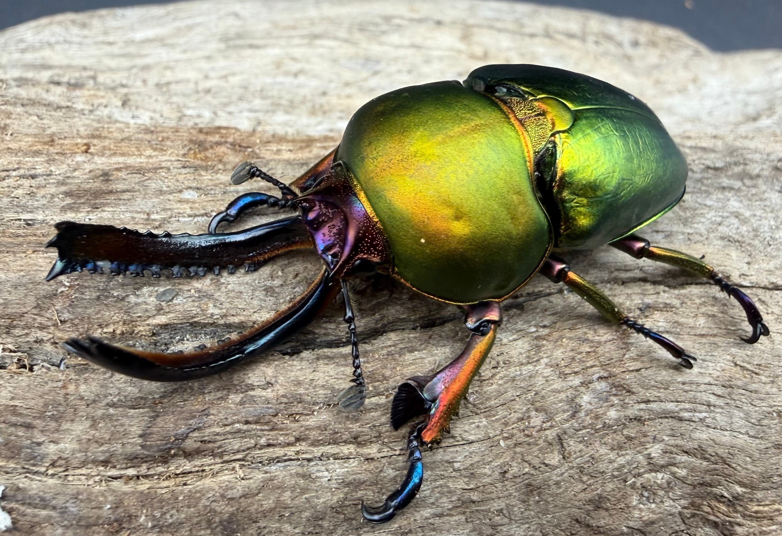 クワカブの部屋』公式 日本と世界のカブトムシ・クワガタ飼い方&原色