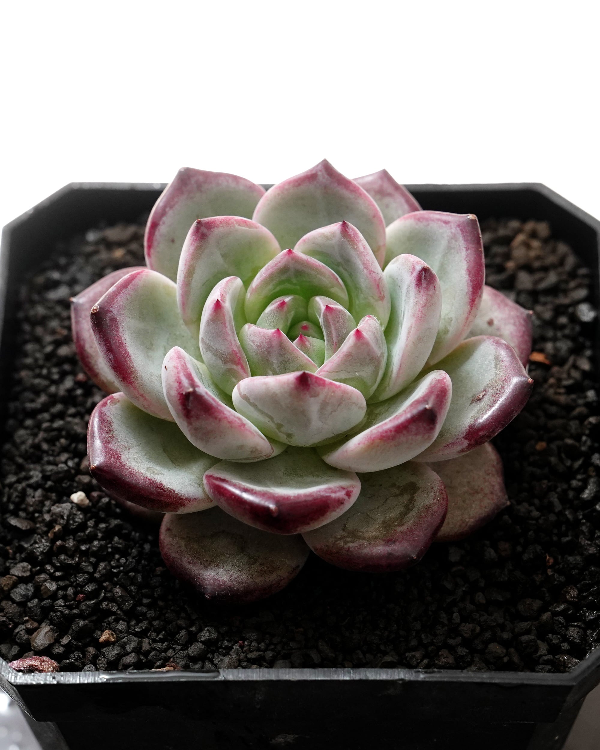 抜き苗 セダム 花団錦 Sedum 'Flower Group' | PUKUBOOK SUCCULENTS