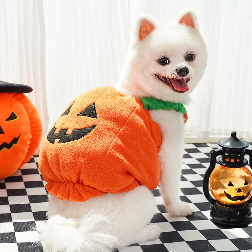 Sサイズ】ペット服 ハロウィン コスプレ かぼちゃ パンプキン 帽子