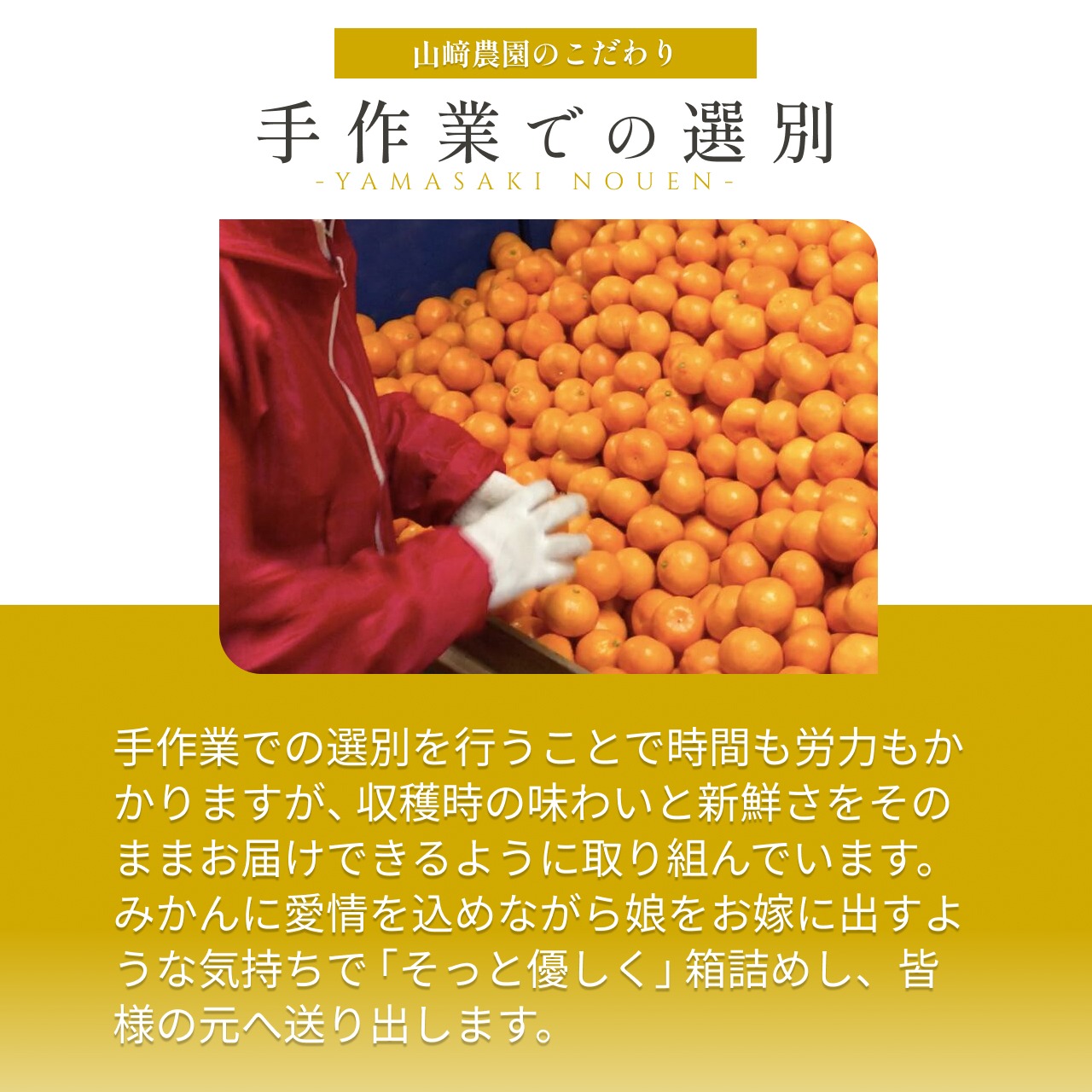 完熟アルギットみかん 約3kg（早生）