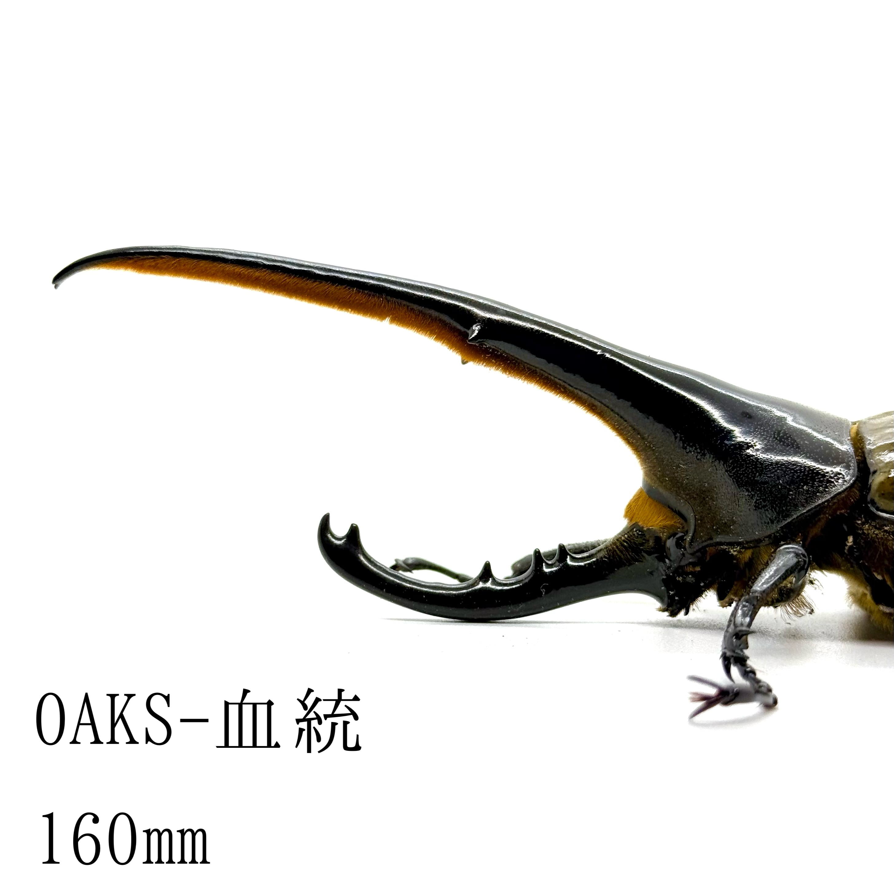 160㎜ / 成虫 / オス / ヘラクレスオオカブト