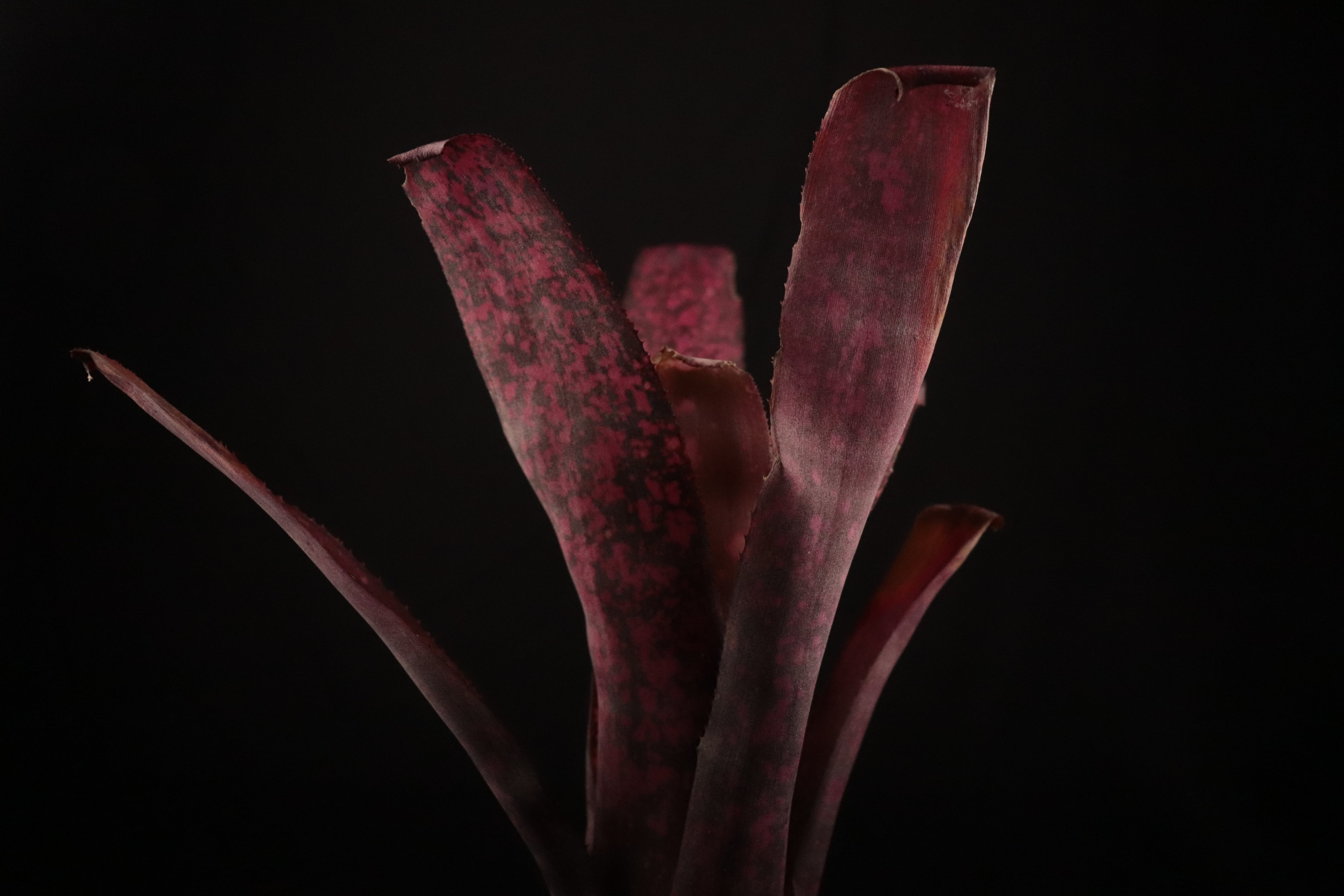 reserved】Billbergia 'Afterglow'〔ビルベルギア〕現品発送B0132