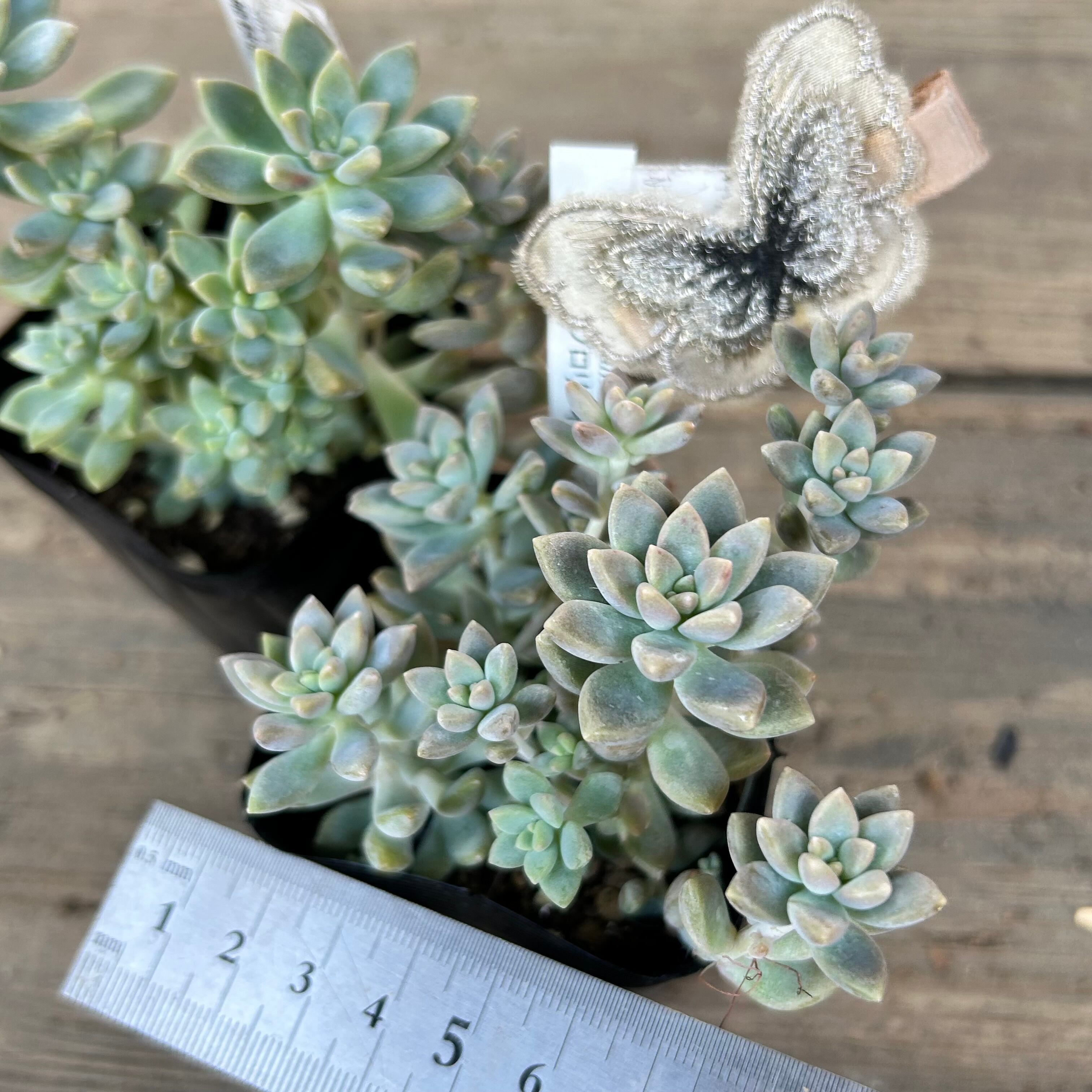 姫秋麗×プロリフィカ(匠園芸 | RuPo 多肉植物専門店