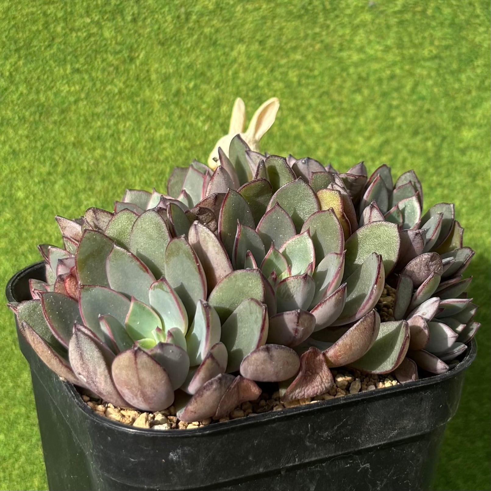 グッチ群生① | 多肉植物 豆彦商店