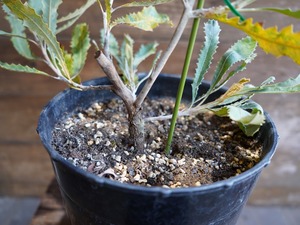 【現物】バンクシア　”バウエリ”　B