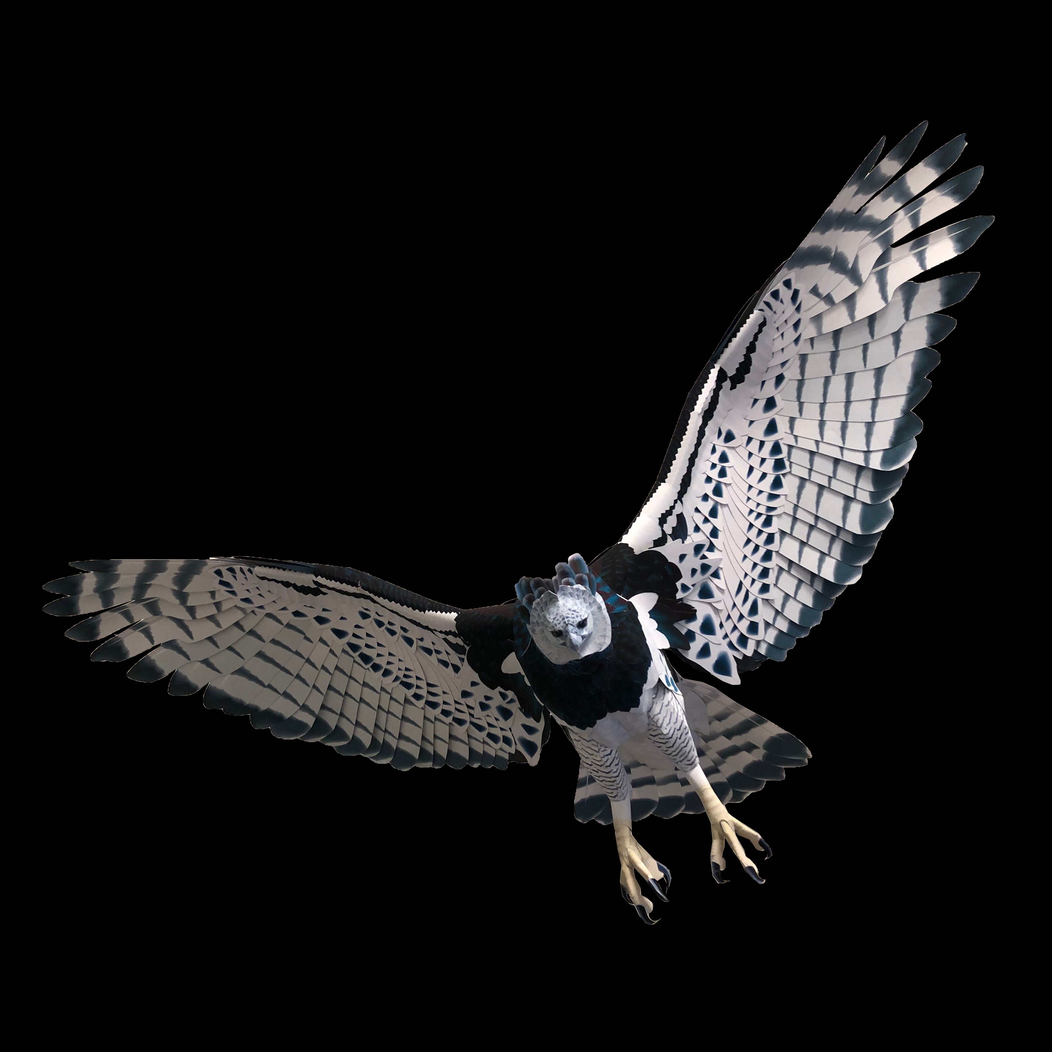 Harpy Eagle Paper Craft Wing Parts -- オウギワシ Harpy Eagle Paper Craft Wing Parts -- オウギワシ