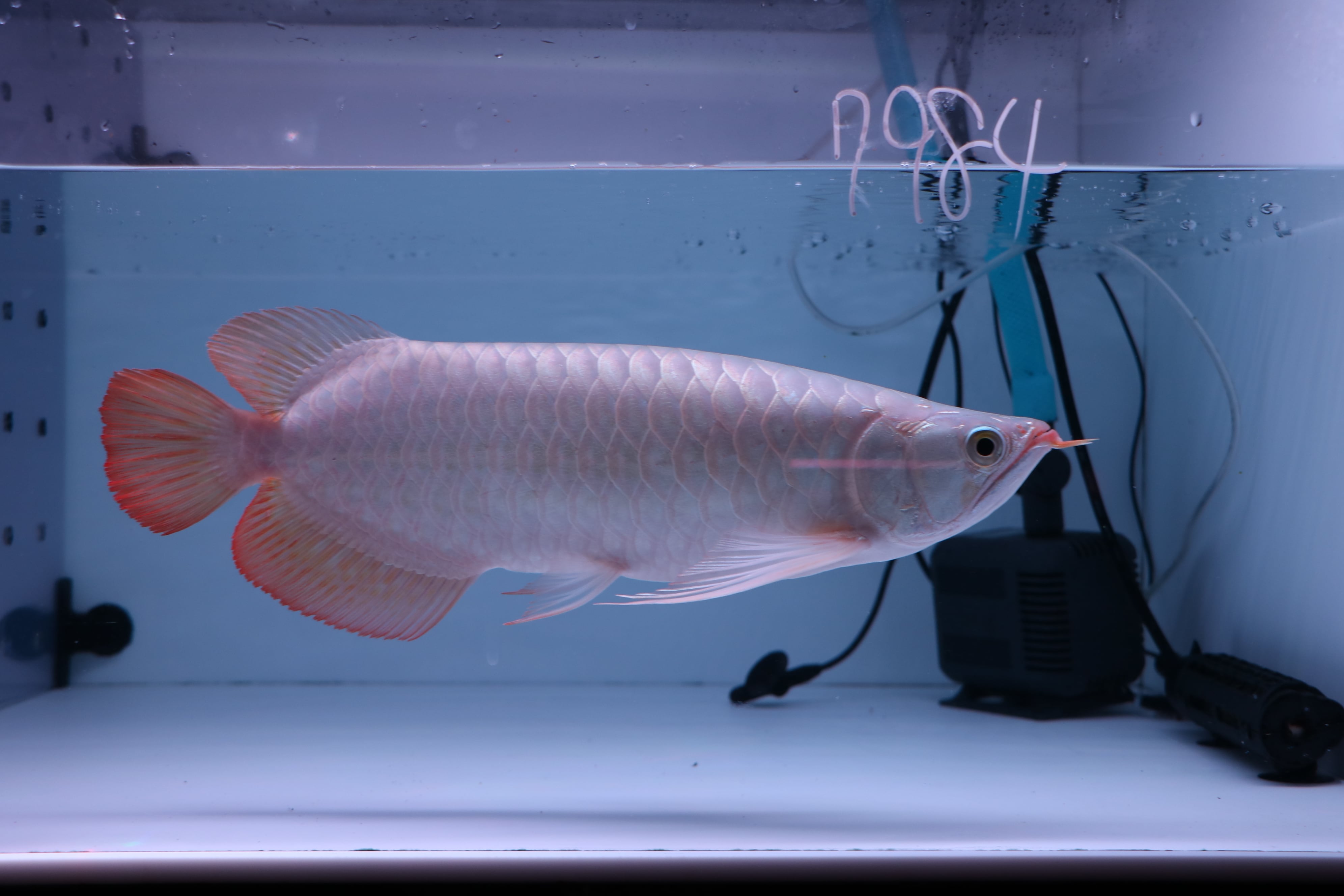 200,001円〜 | アロワナ等の大型魚・熱帯魚のオンライン販売店