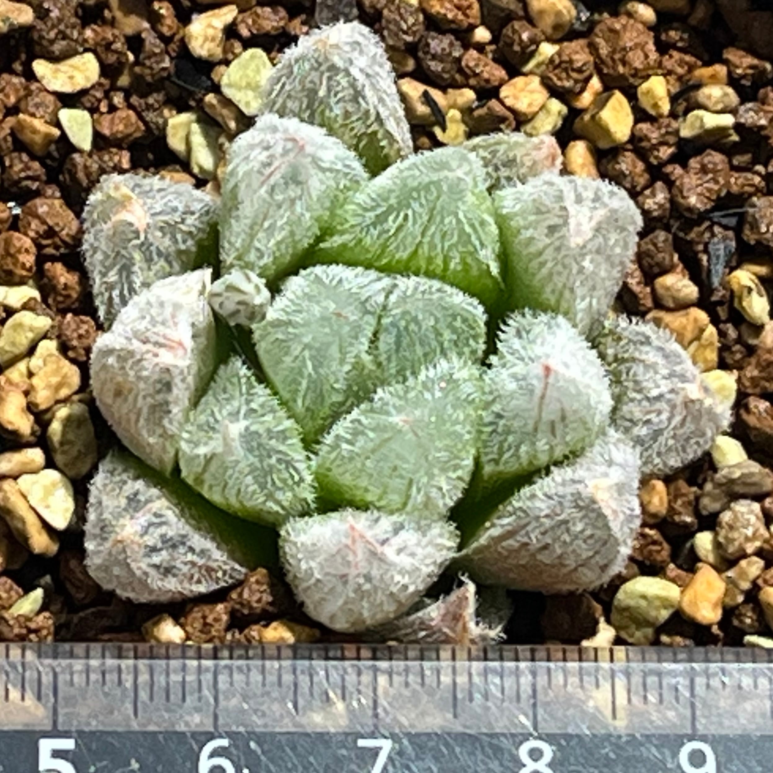 ハオルチア 九尾狐 | mocono_plants