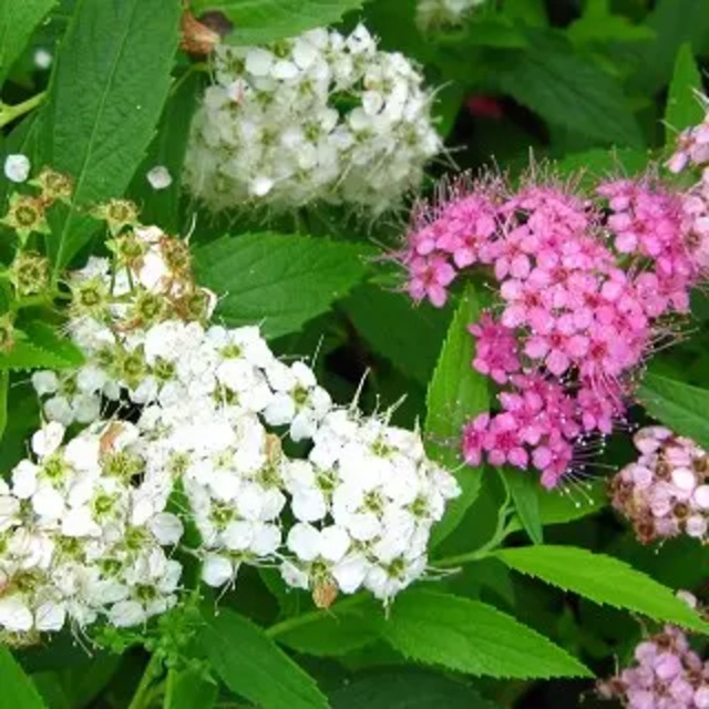 スピレア ジャポニカ 'ゲンペイ'（ゲンペイシモツケ）