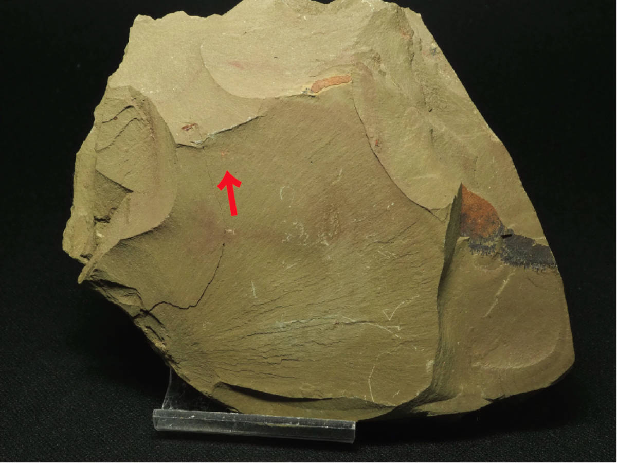 恐竜 歯化石 スピノサウルス 特大 88mm 極美麗 標本 恐竜 歯化石