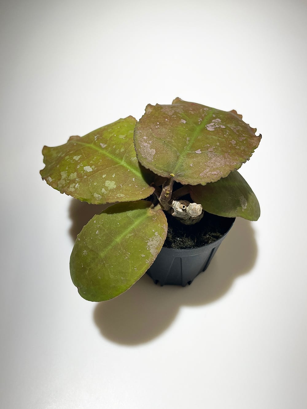 ホヤ ウンデュラータ【Hoya undulata】 | acore Inc.