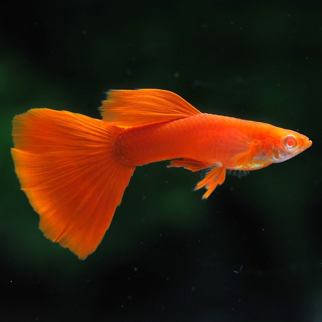 【セール】RREAフルレッド　2ペア＋おまけメス1匹