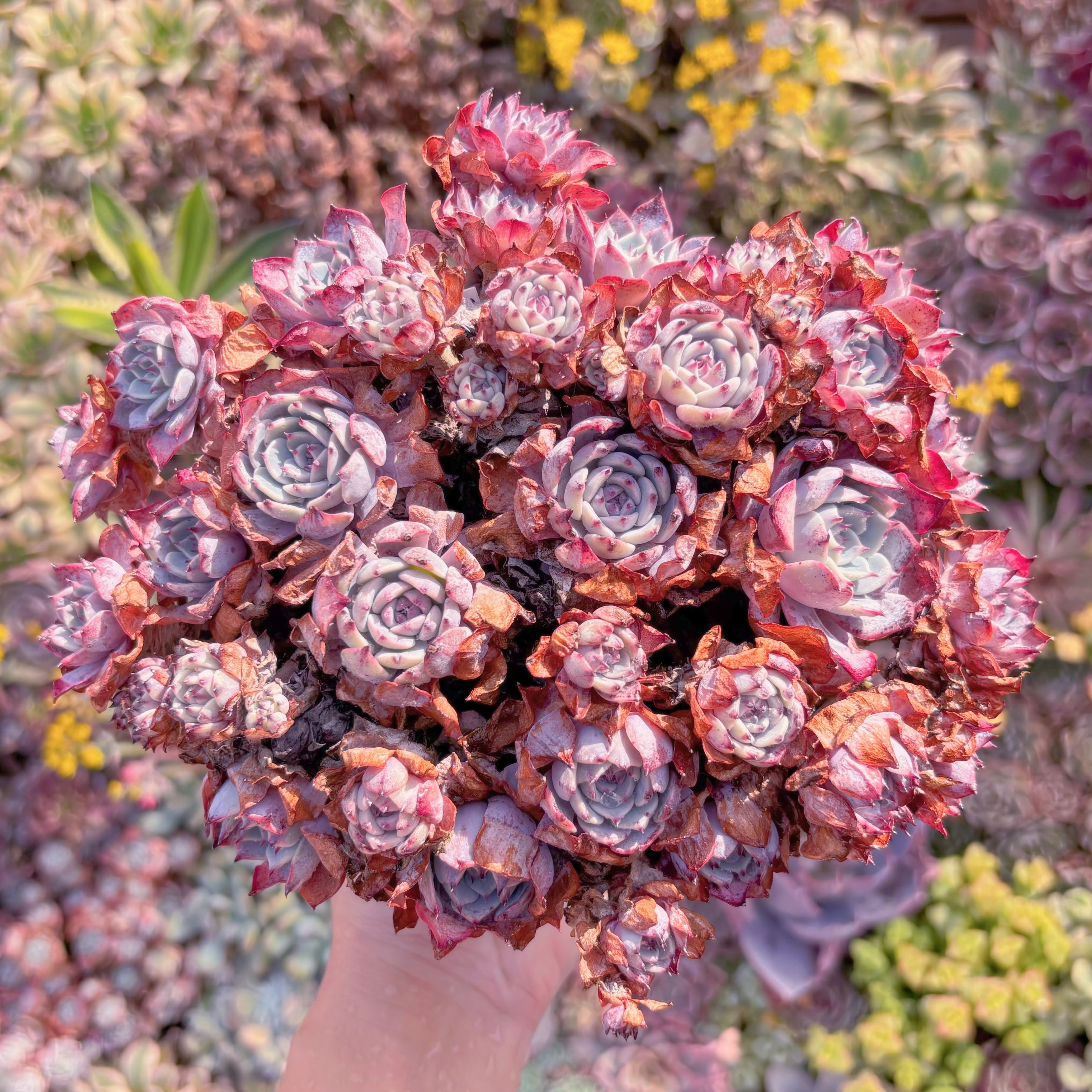 現品　ラウルンシス#1153　特大群生　新入荷　るる農園