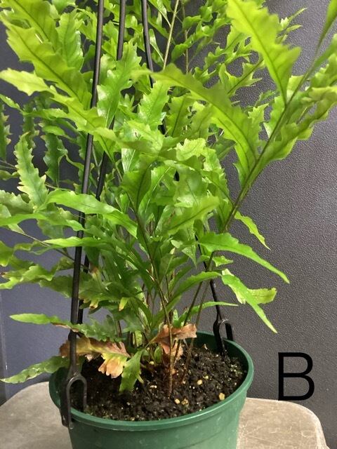 ドリナリア リギデュラ シダ植物 着生植物 観葉植物【おしゃれ