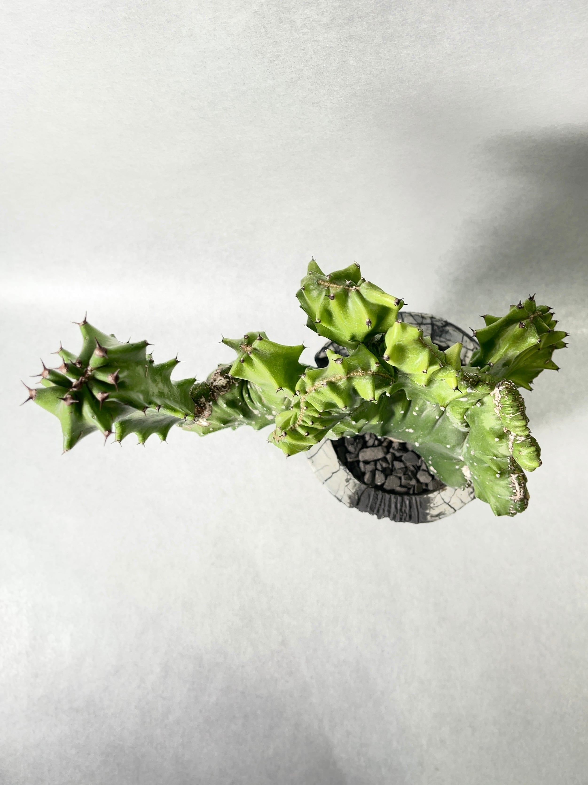 ユーフォルビア・魔界麒麟 | trigger