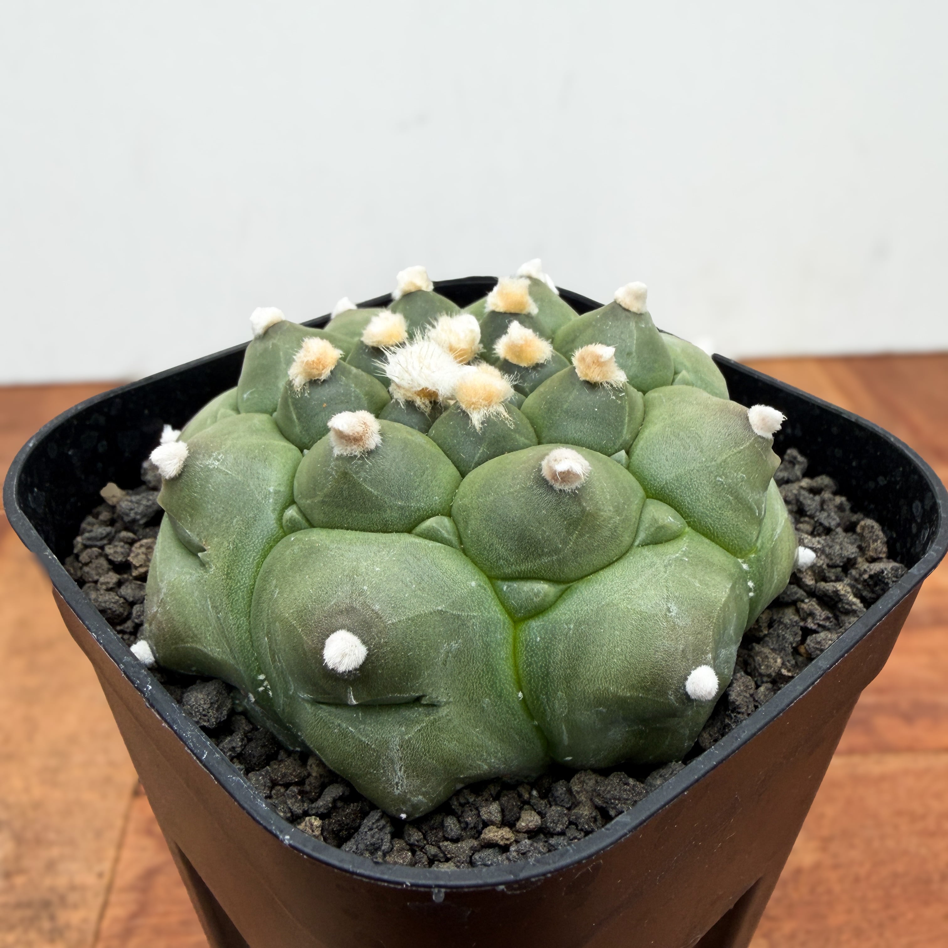 BS013 アストロフィツム・アステリアス・ヌーダム・亀甲 斑入り Astrophytum asterias f.nudum【アストロフィツム・亀甲瑠璃兜
