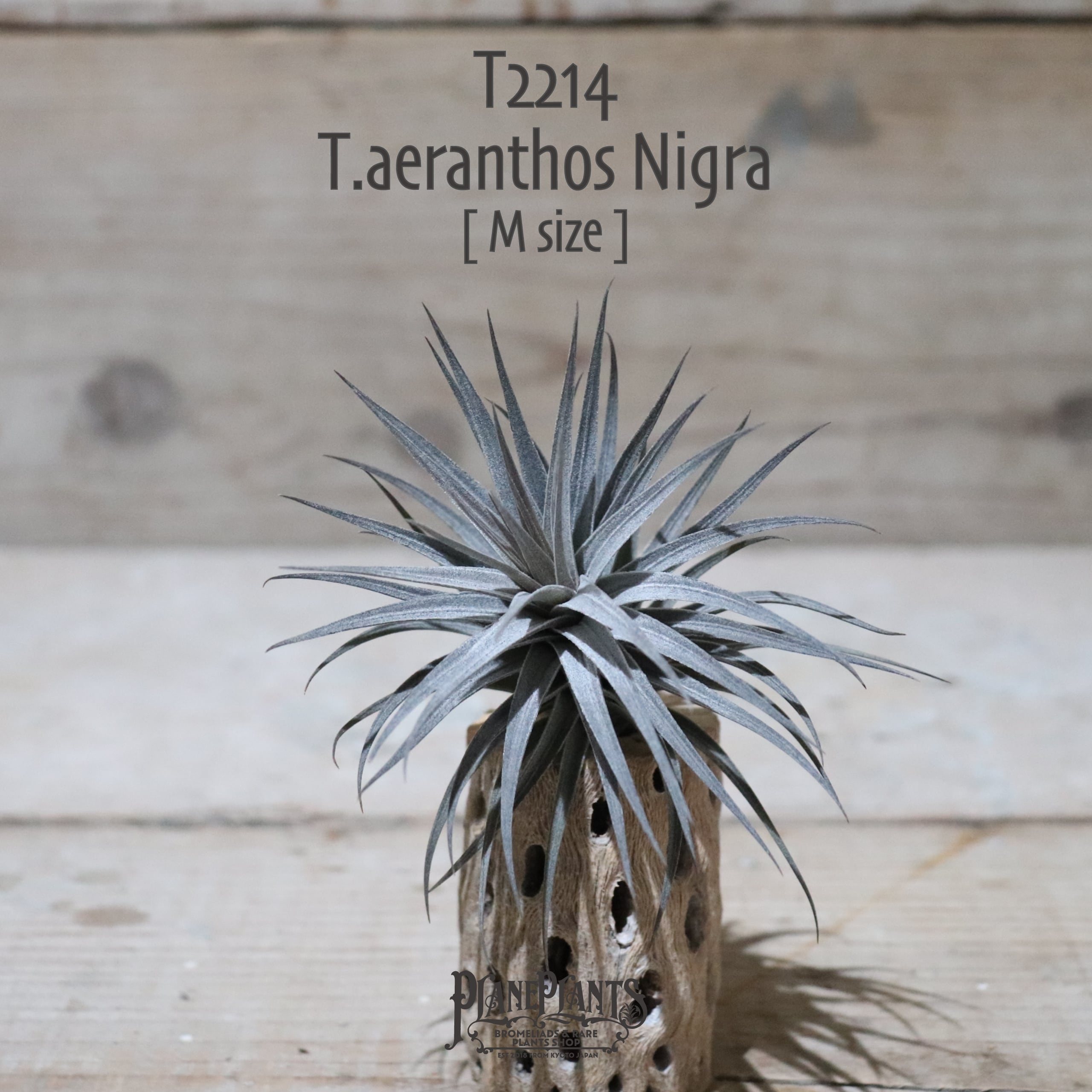 【送料無料】aeranthos Nigra M〔エアプランツ〕現品発送T2214