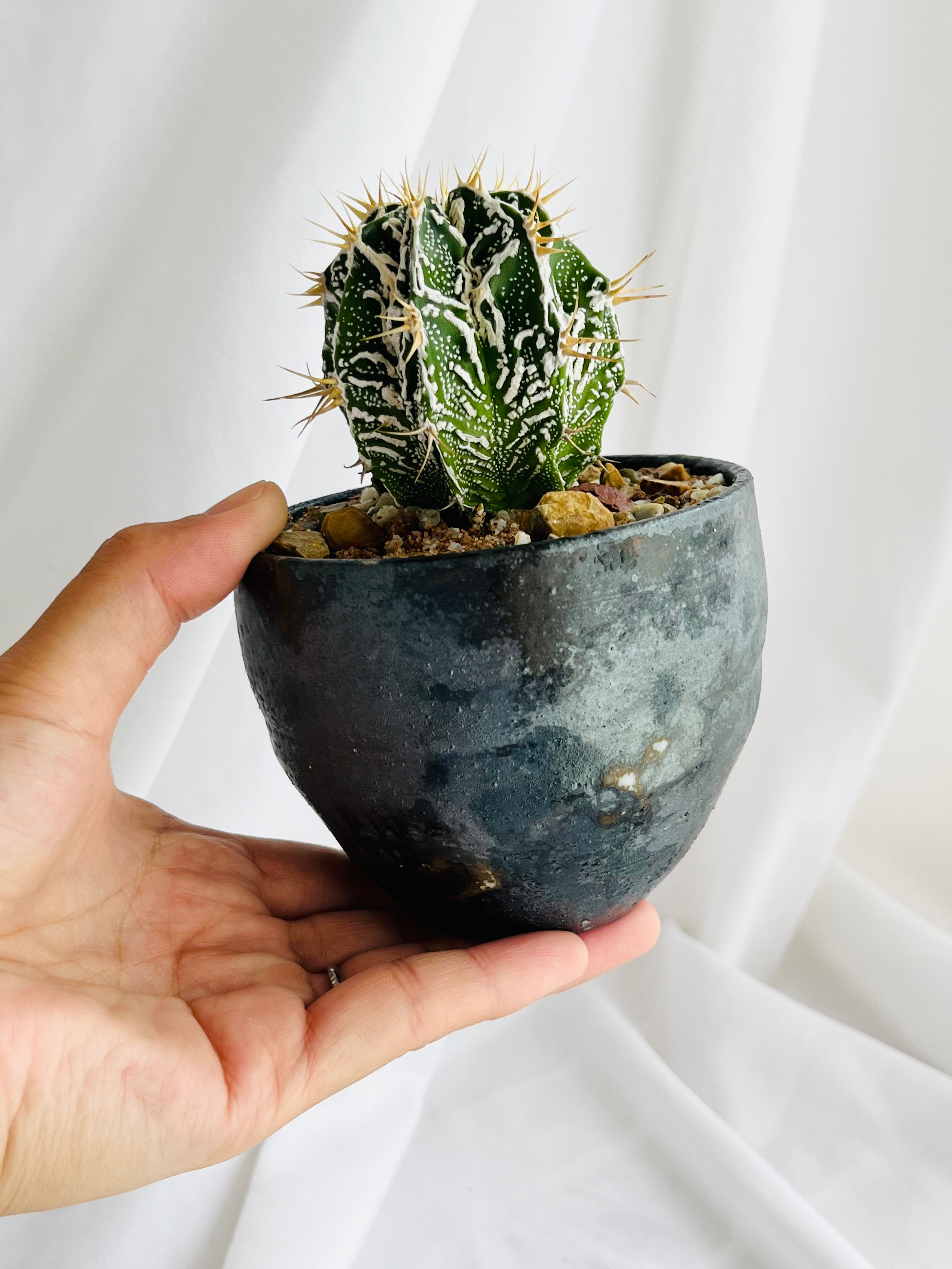 Astrophytum ornatum f. アストロフィツム 白条複隆般若 ライオン般若