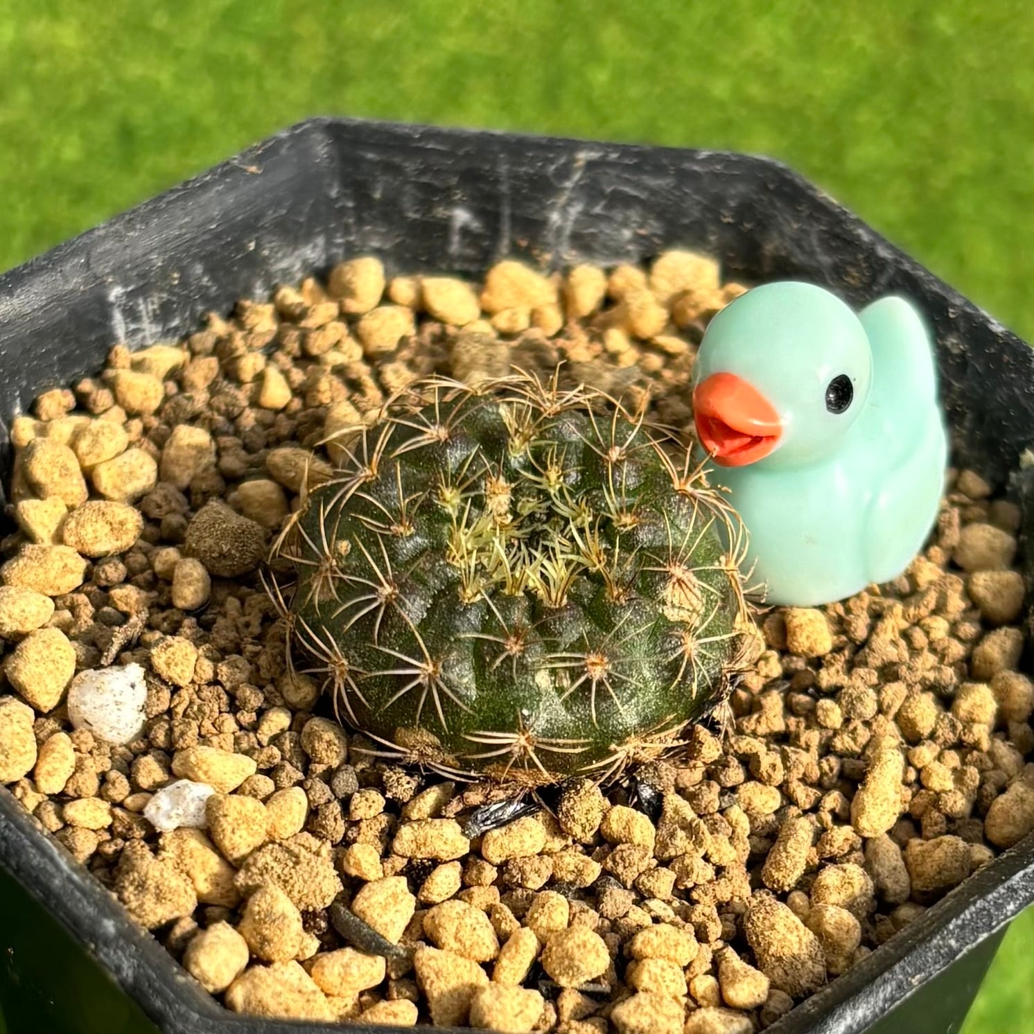 多肉植物 豆彦商店