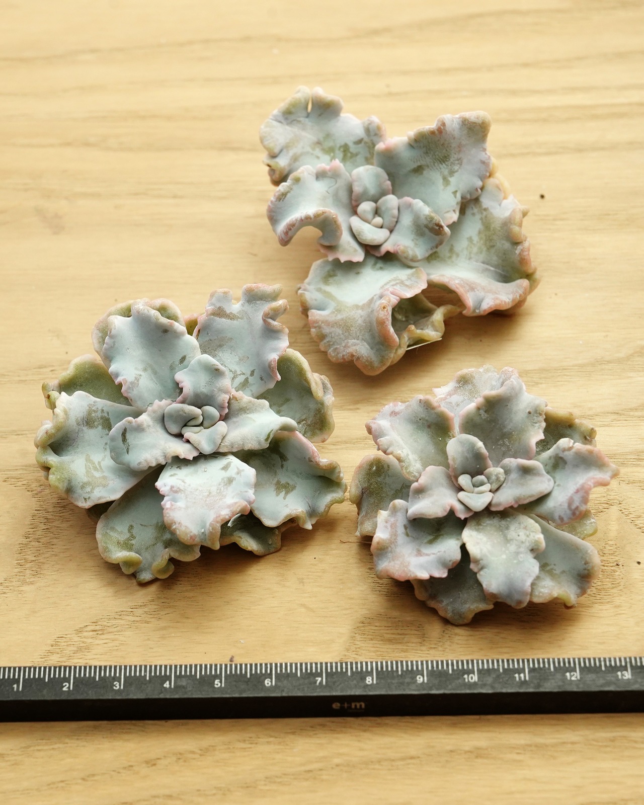 カット苗 クリスペイトビューティ ミニ株 Echeveria 'Crispate Beauty'