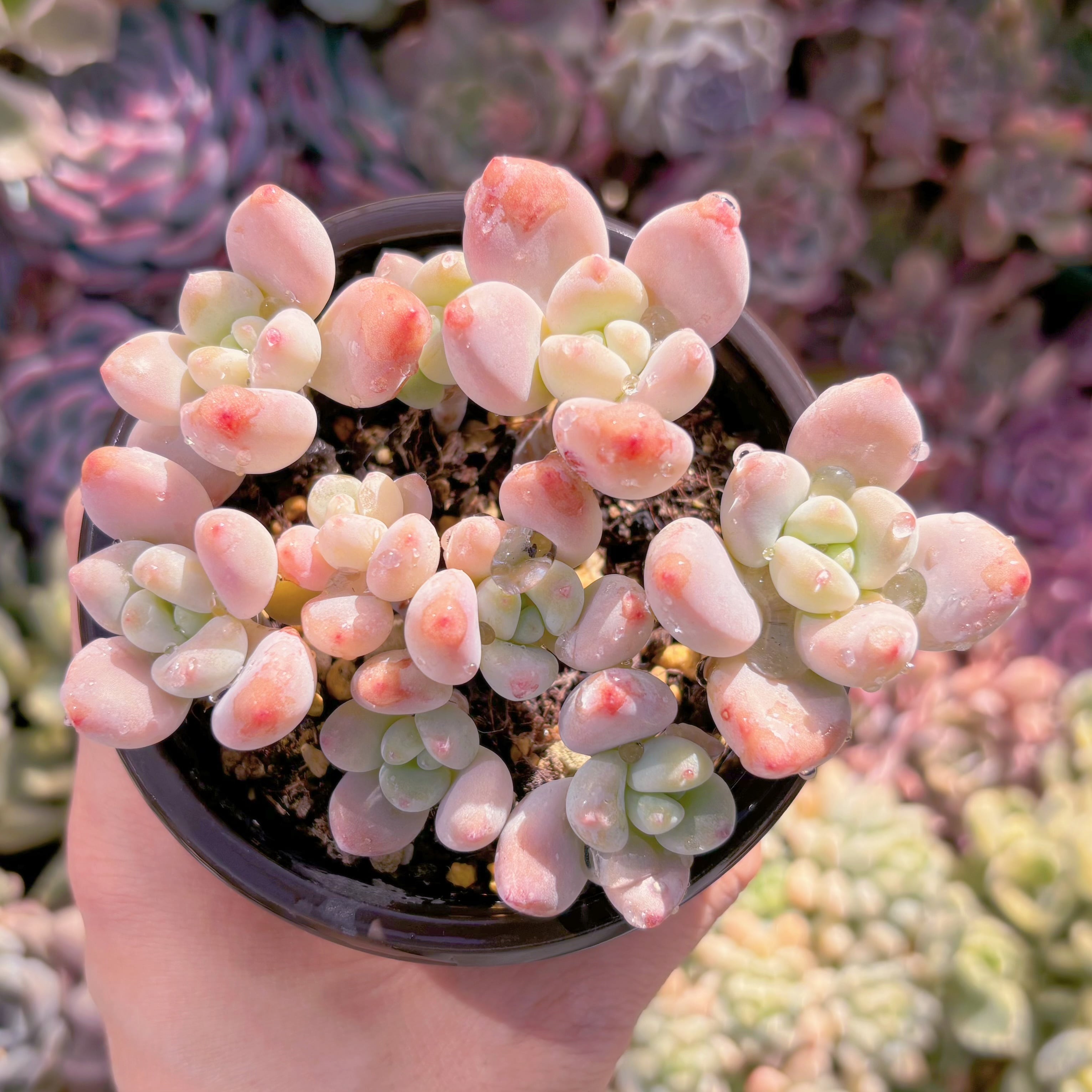 現品　マカロン#215　古株　るる農園