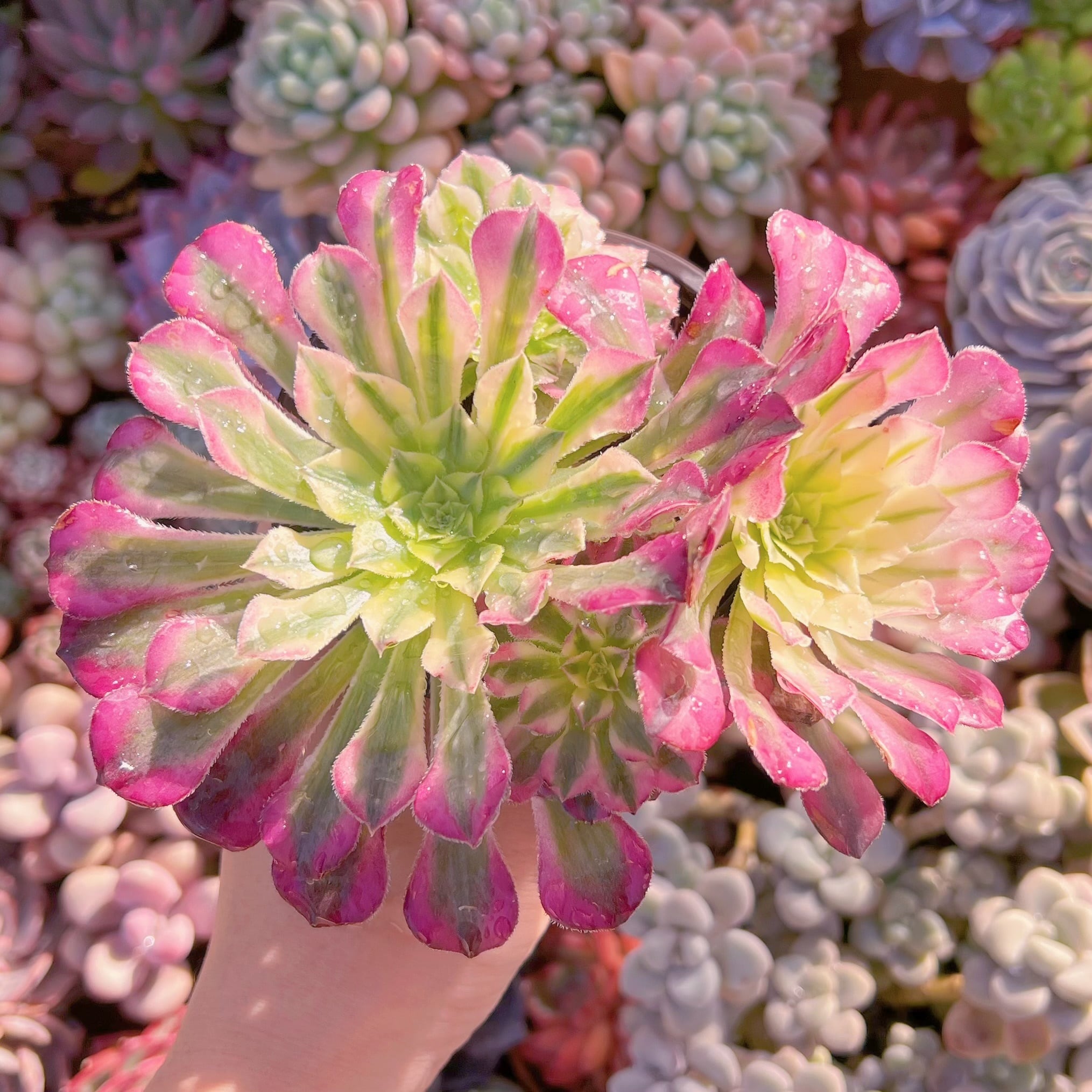 現品　ブラックチェリー#070   るる農園