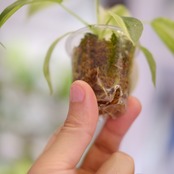 Philodendron Radiatum x Florida Beauty x Mayoi / フィロデンドロン