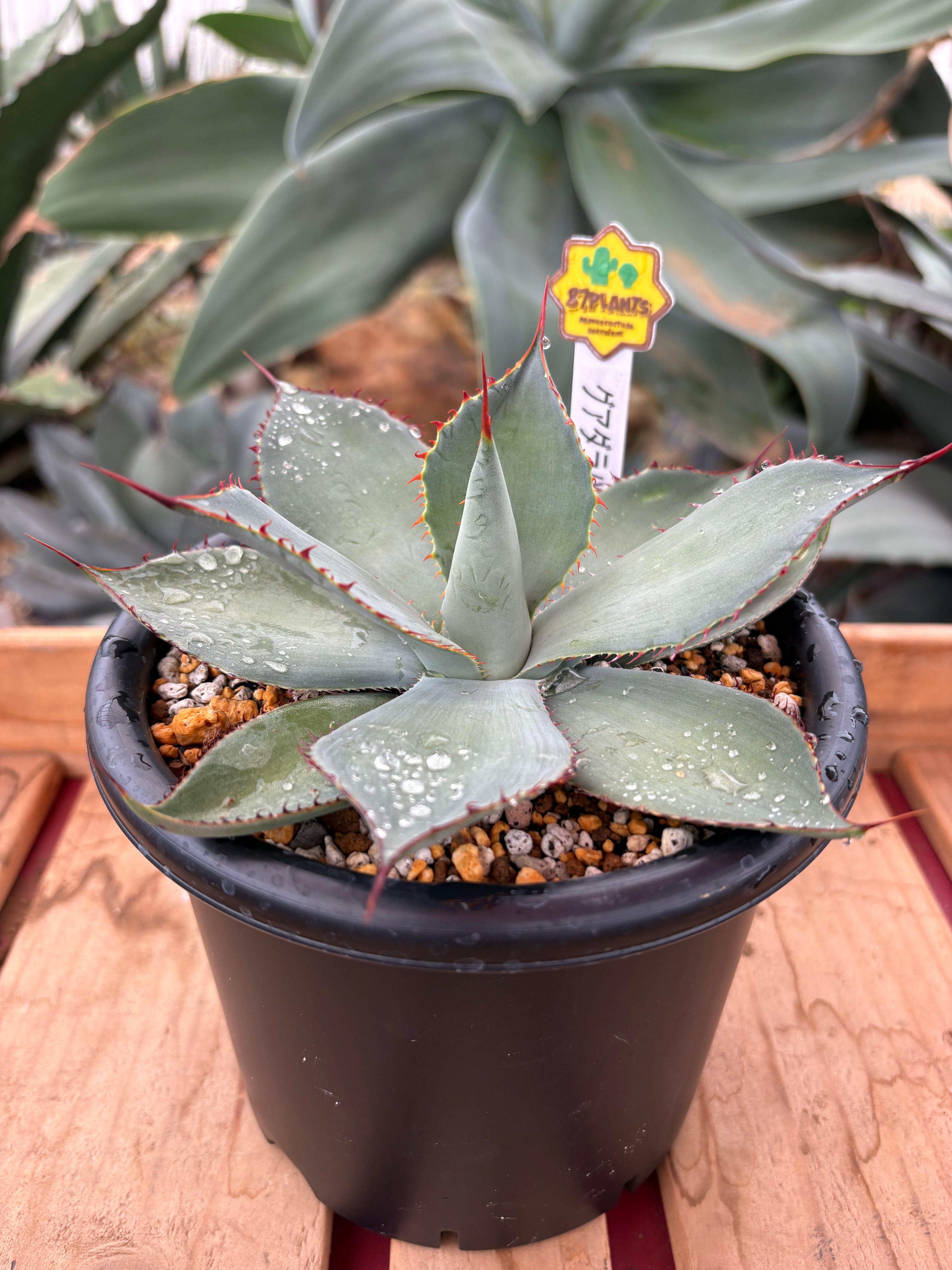 87PLANTS