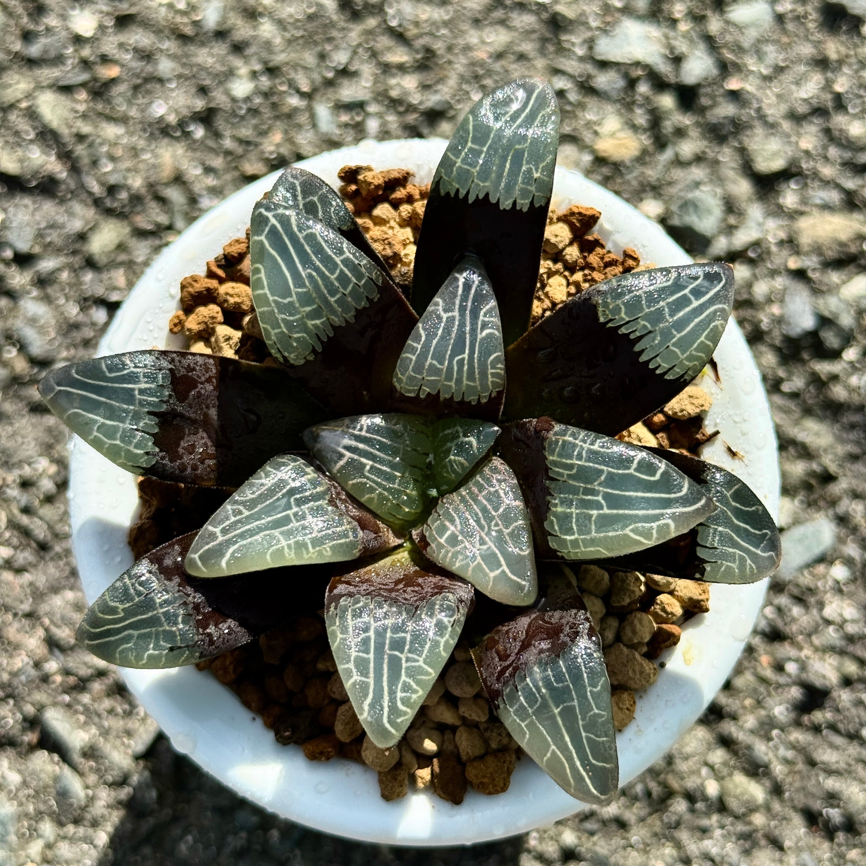 珍しいハオ楽園