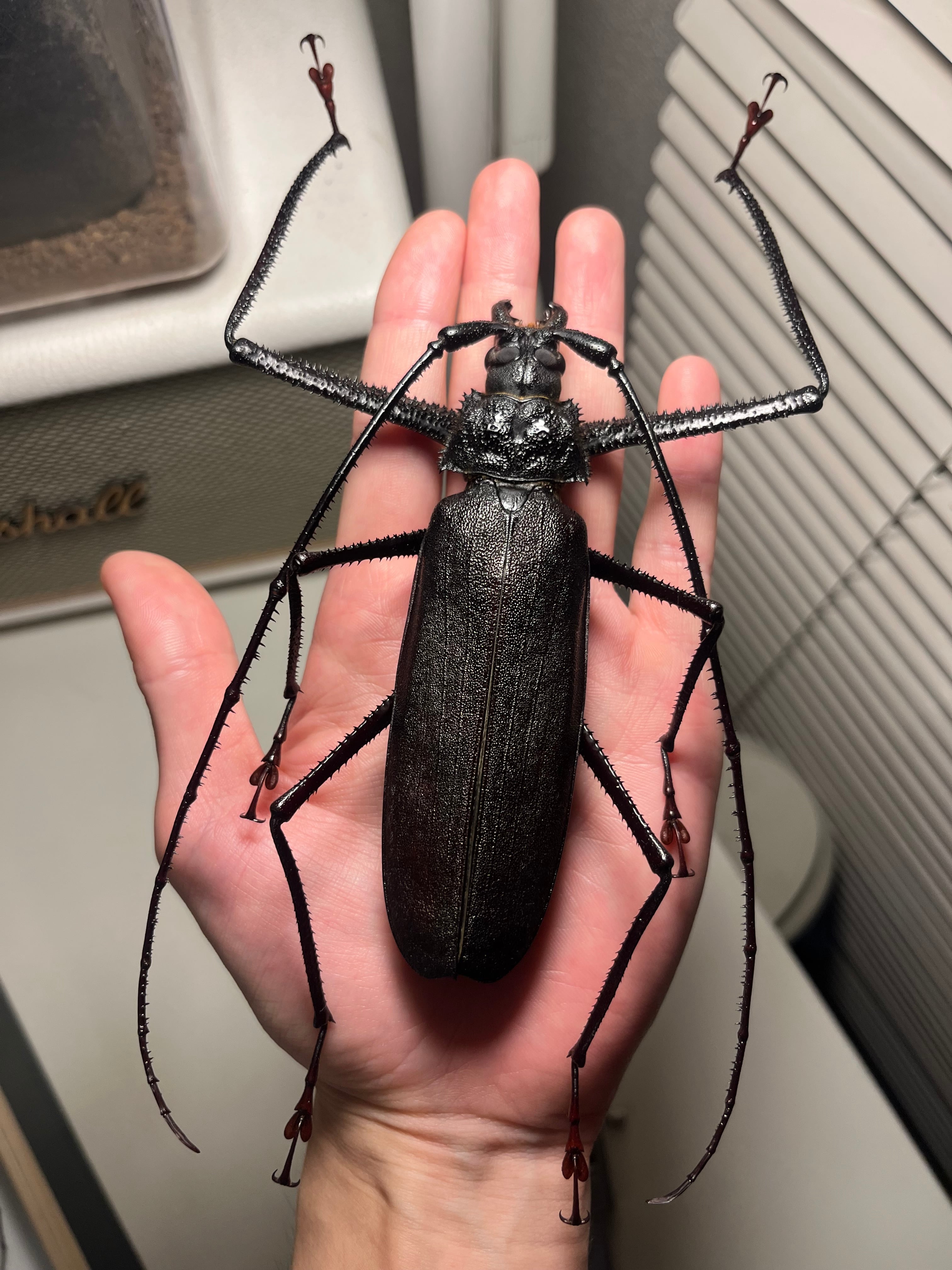 【123mm】スジバネトゲフチオオウスバカミキリ ブルウスバカミキリ 123mm】スジバネトゲフチオオウスバカミキリ ブルウスバカミキリ オオ