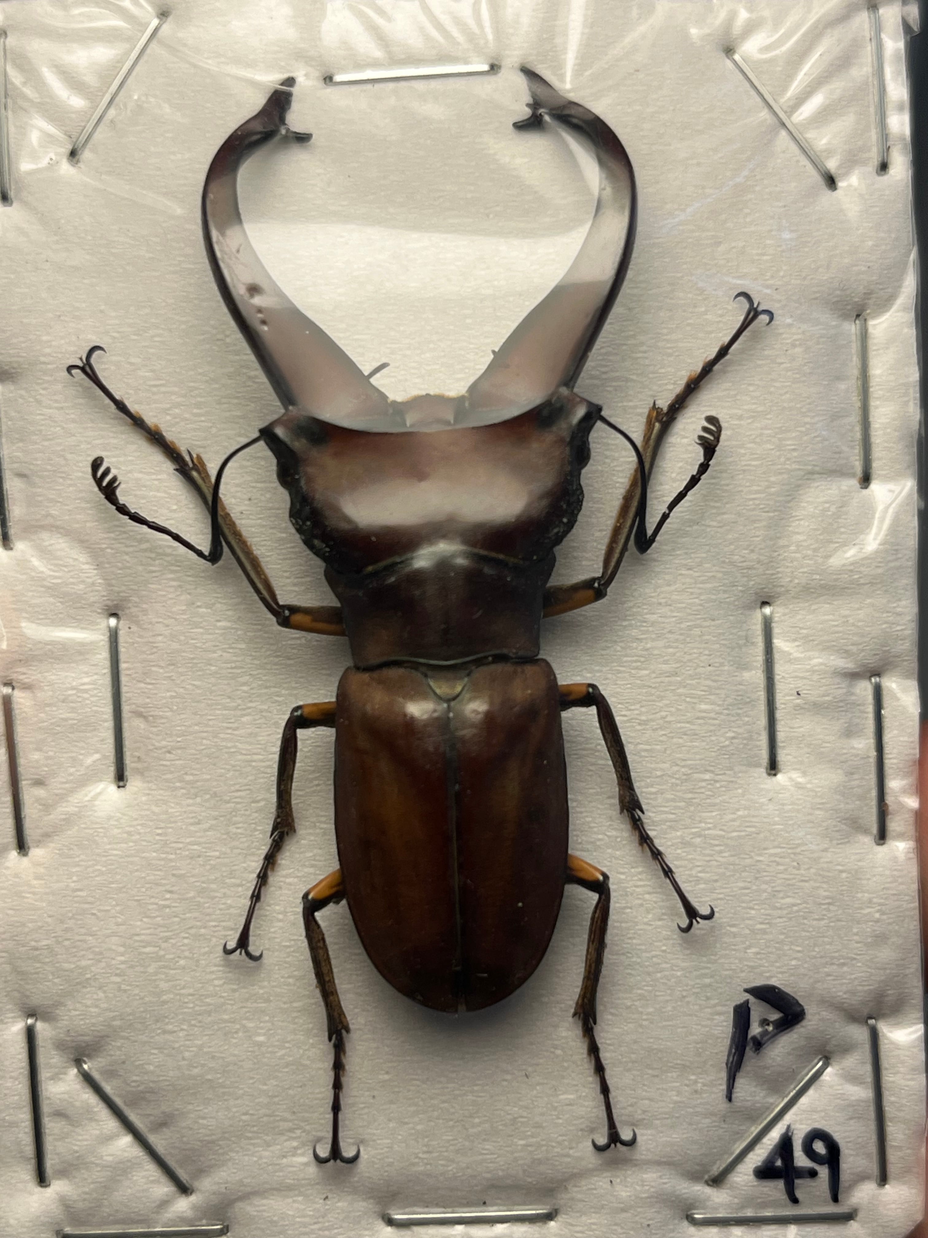 属内最高峰】ルリモンスカシジャノメ アンドロメダスカシジャノメ