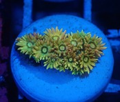 Goniopora FromMakassar Frag 1