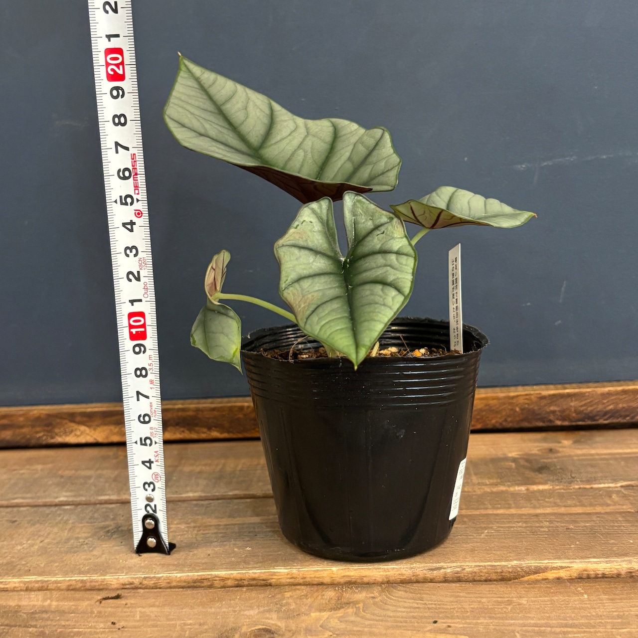 アロカシア エレーン【147】