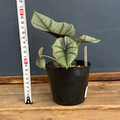 アロカシア エレーン【147】