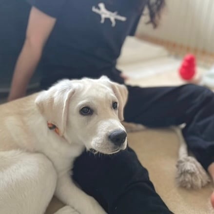 犬ロゴTシャツ | Labrador Retriever